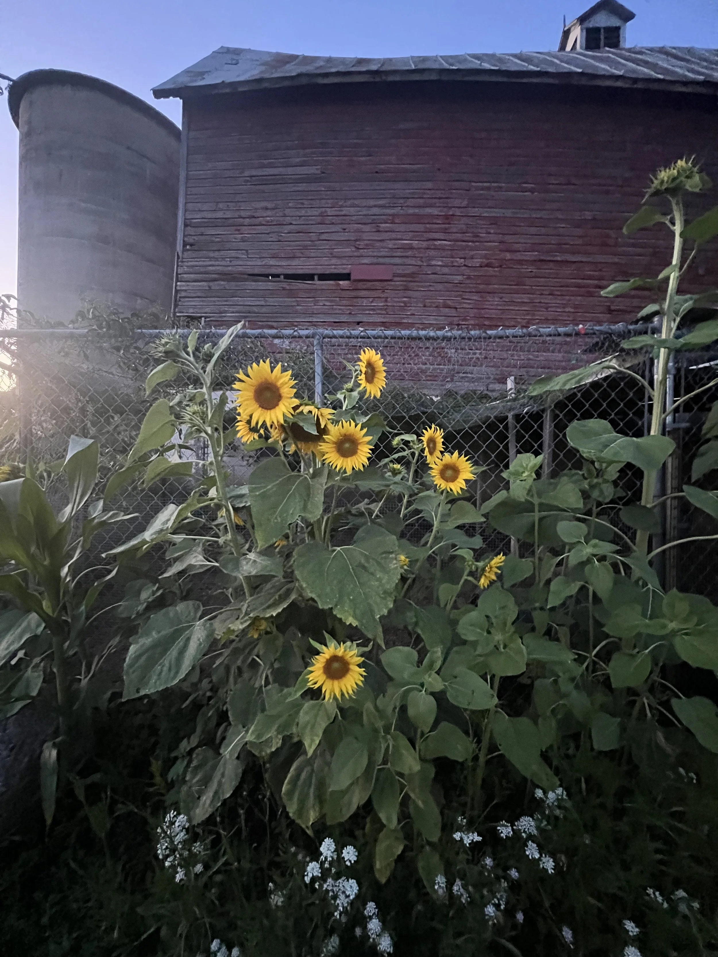 Sunflowers and other plants growing in a backyard with a chain-link fence and a red barn in the background, under a clear blue sky at dusk.