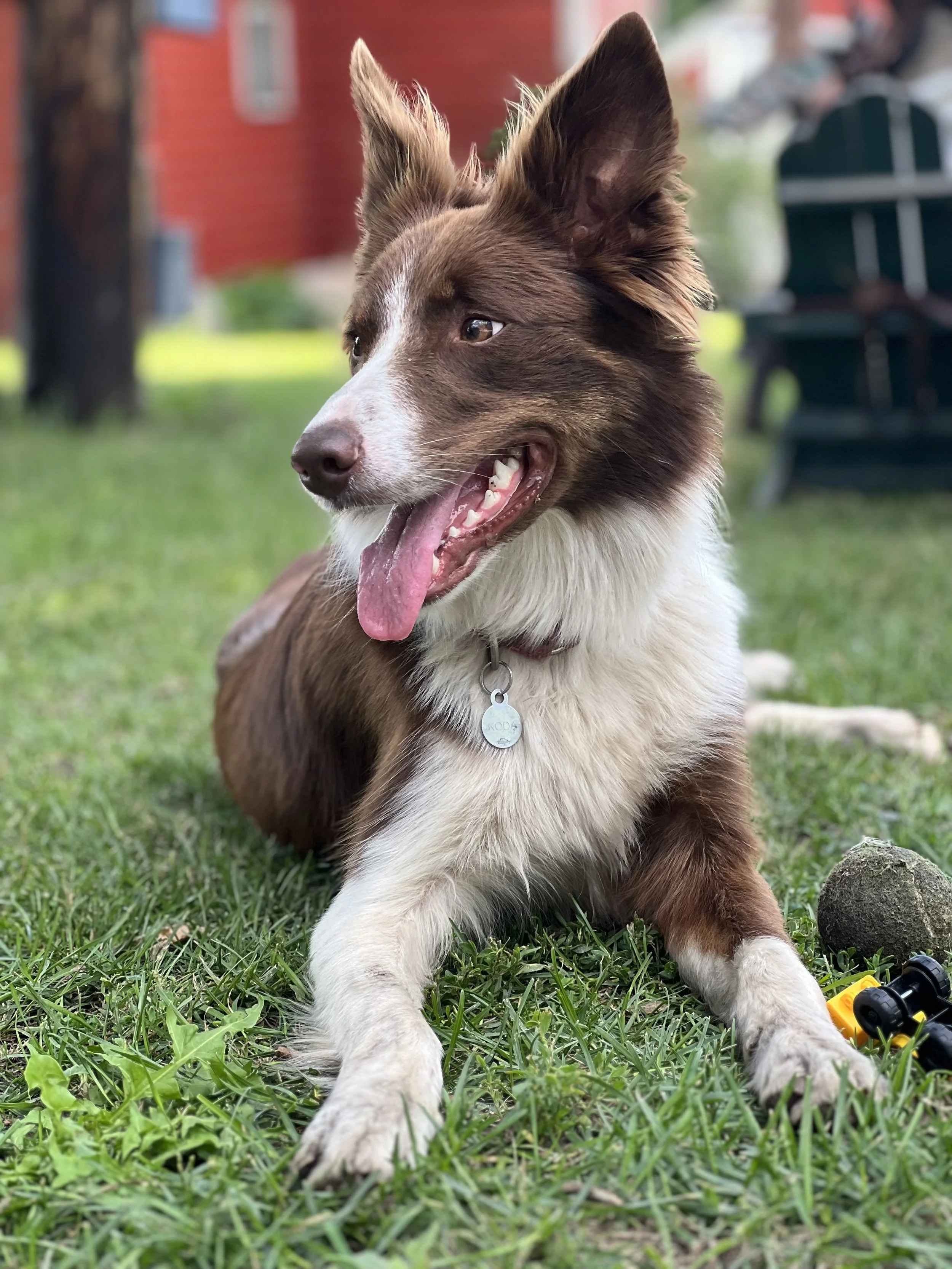 A happy brown and white dog lying on green grass, with its tongue out, in a backyard with trees, a red building, and a green bench in the background.