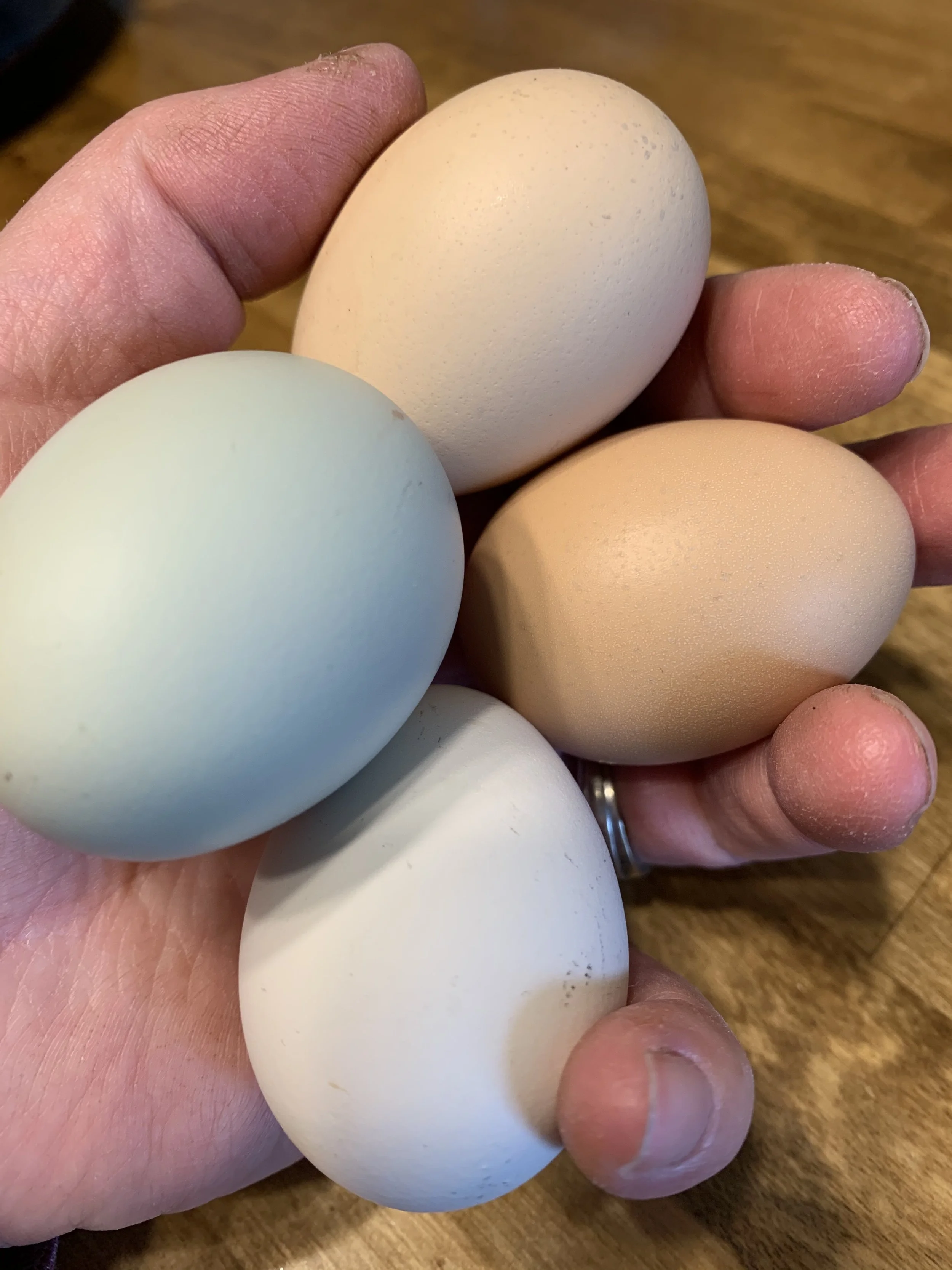 A person holding four chicken eggs of different shades, with a wooden surface in the background.