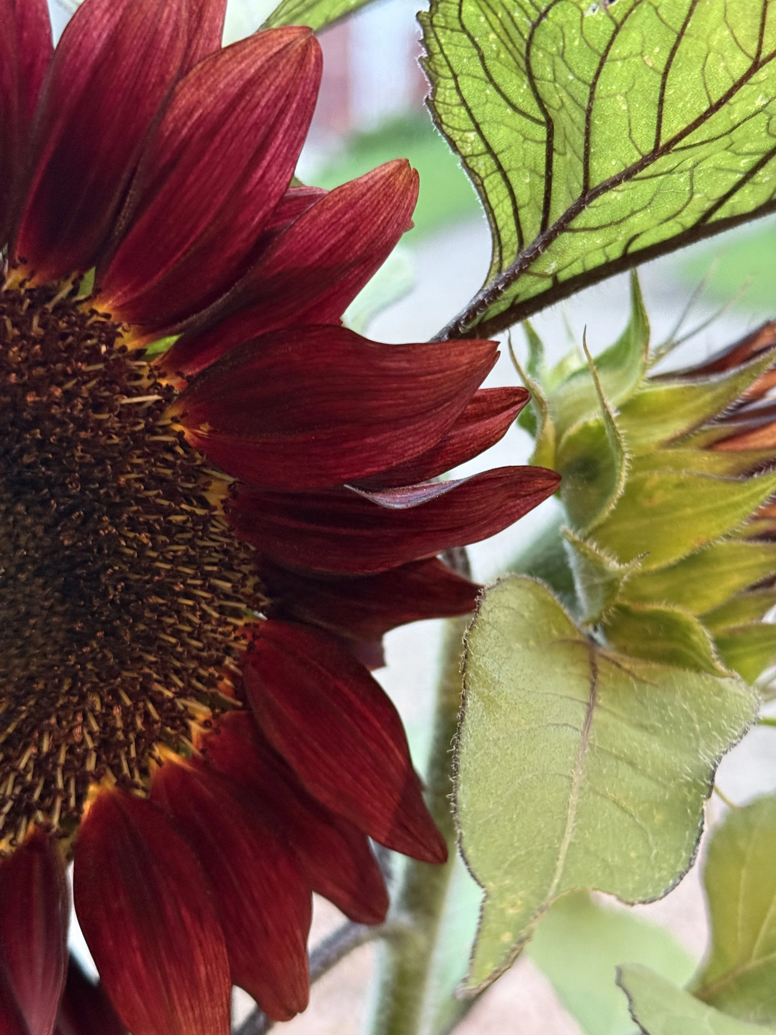 Close-up of a sunflower with deep red petals and green leaves.