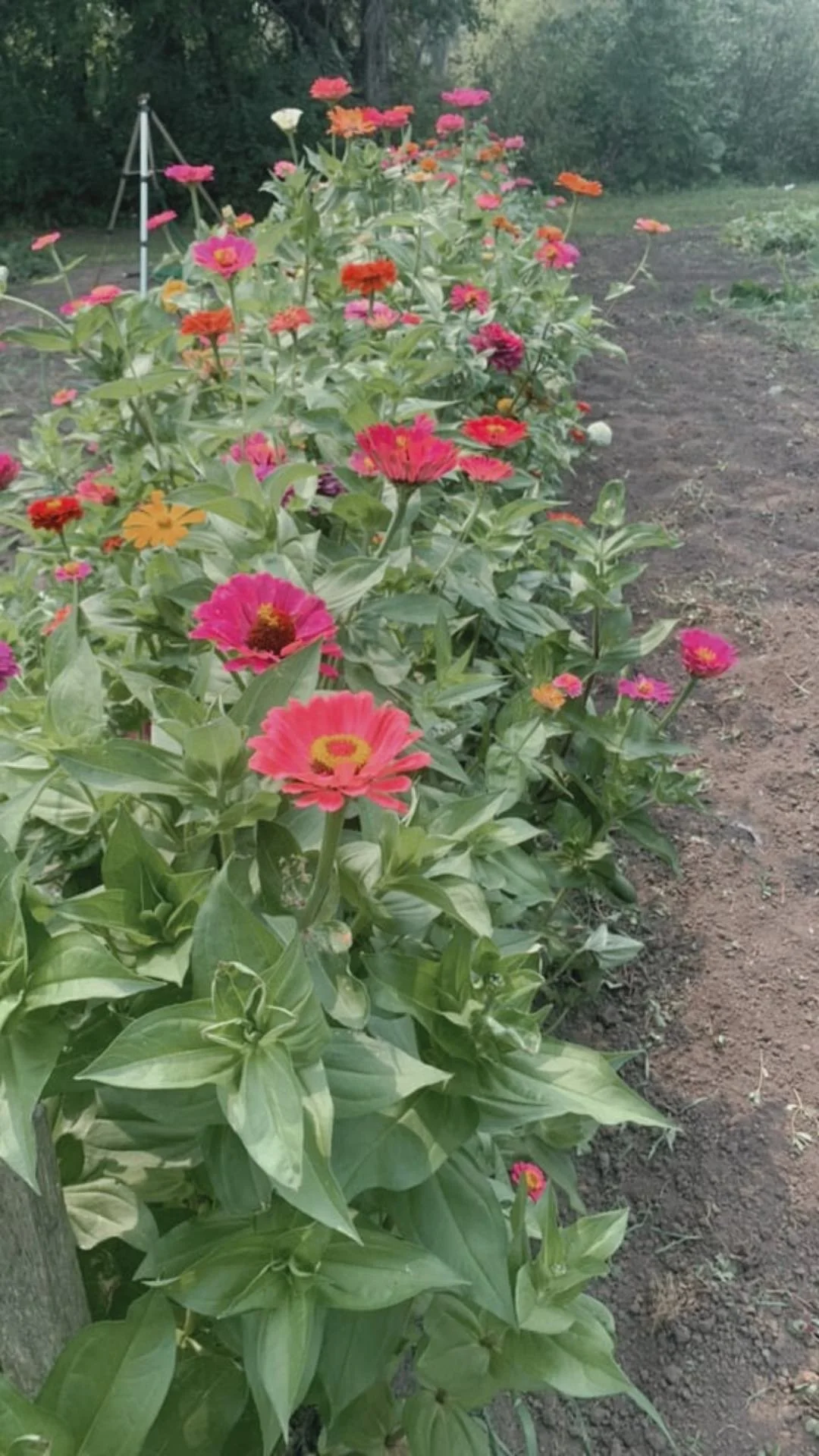 Colorful flowers blooming in a garden bed along a dirt pathway, with green foliage and trees in the background.