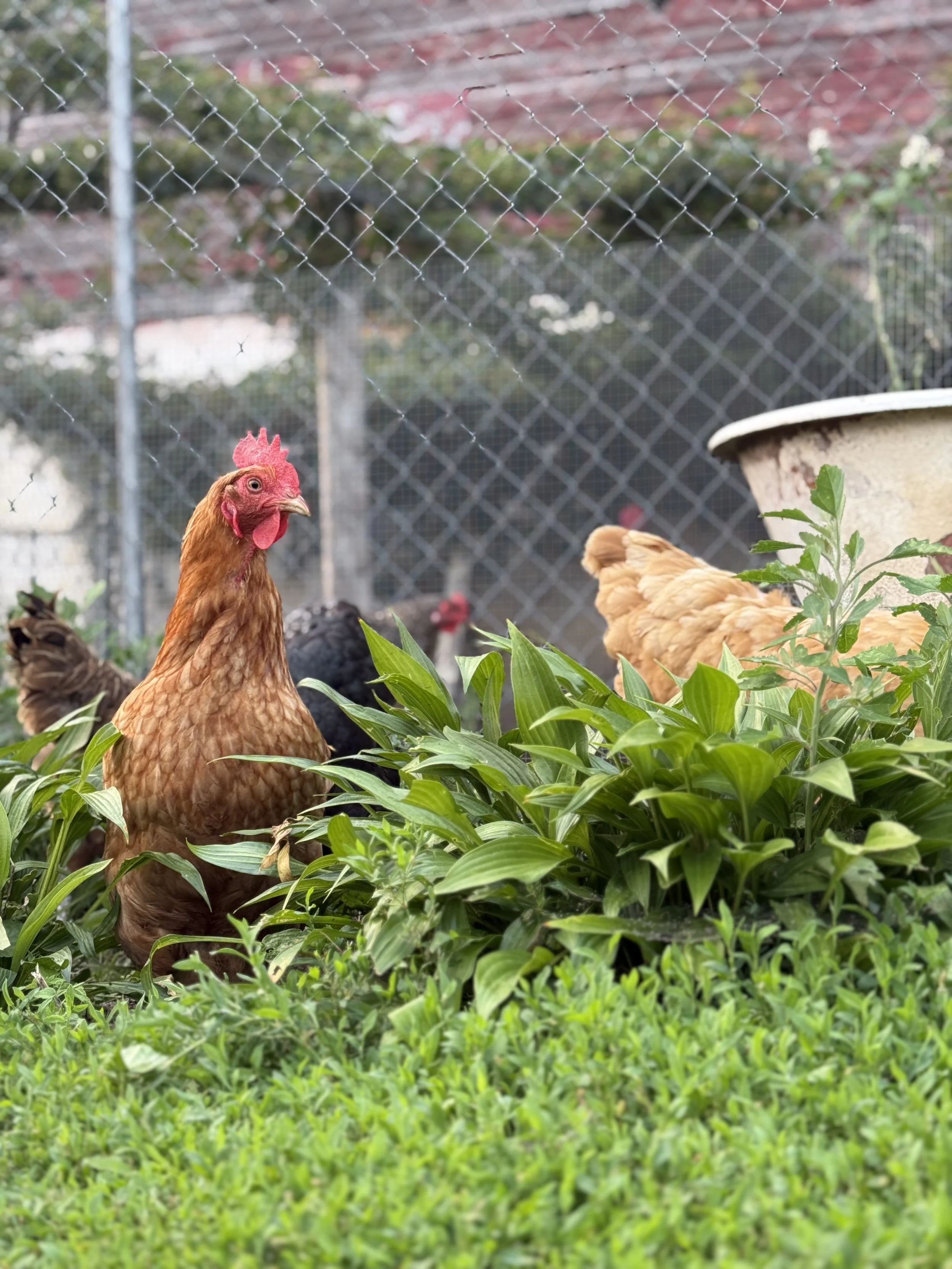 Chickens in a garden with greenery, behind a wire fence.