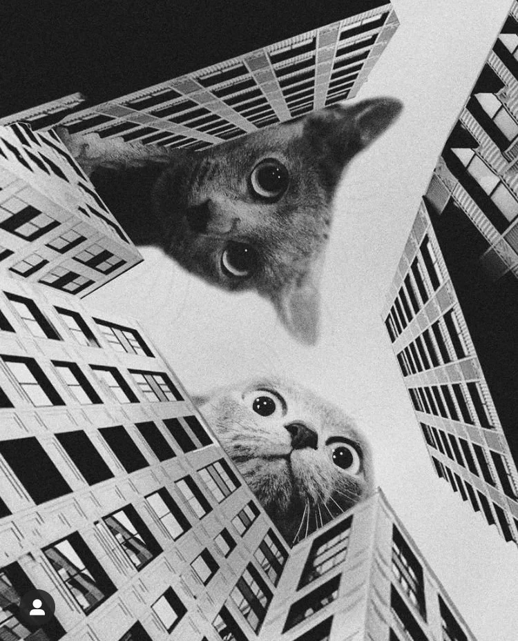 Black and white photo of two cats looking down from the top of tall buildings.