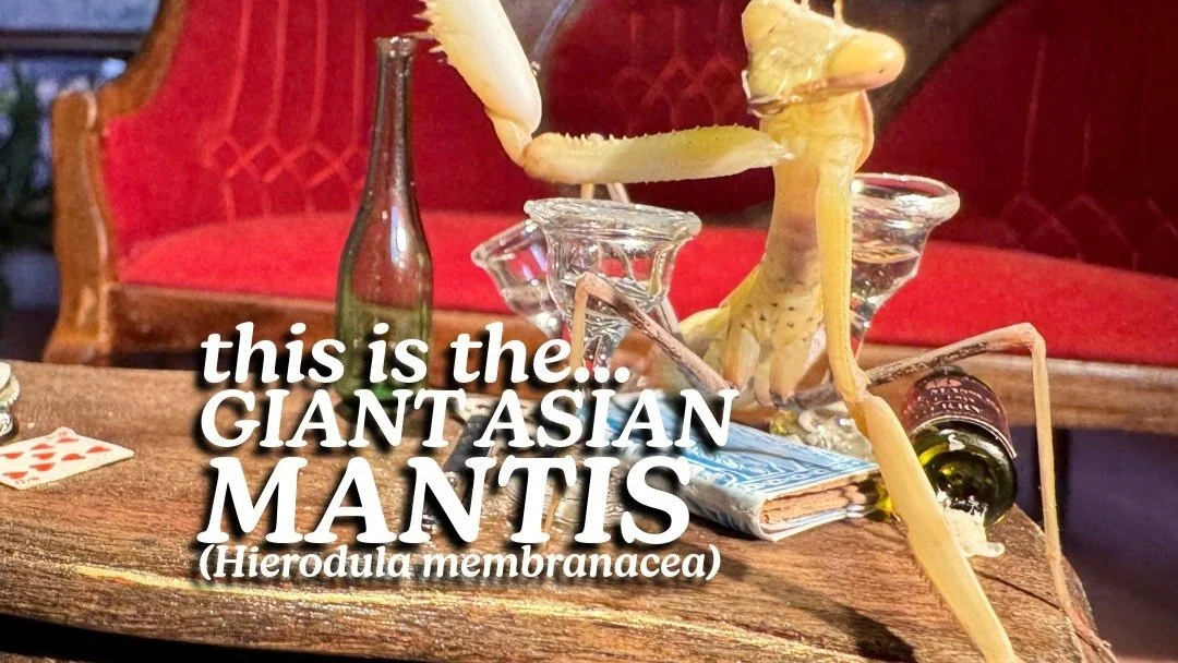 This is the Giant Asian Mantis, Latin name 'Hierodula membranacea'. Yes, there are insect actors in the film! My favorite thing about shooting with praying mantises is that they are not afraid of anything. They&rsquo;ll look right at the camera and d