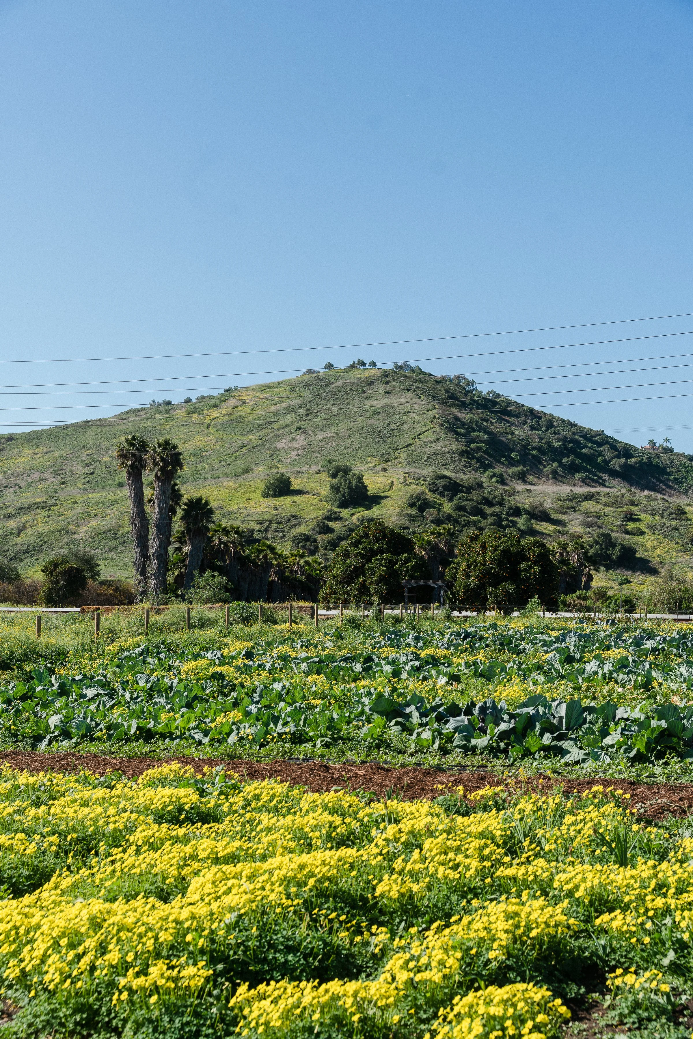 fermfarm-sjc-335.jpg