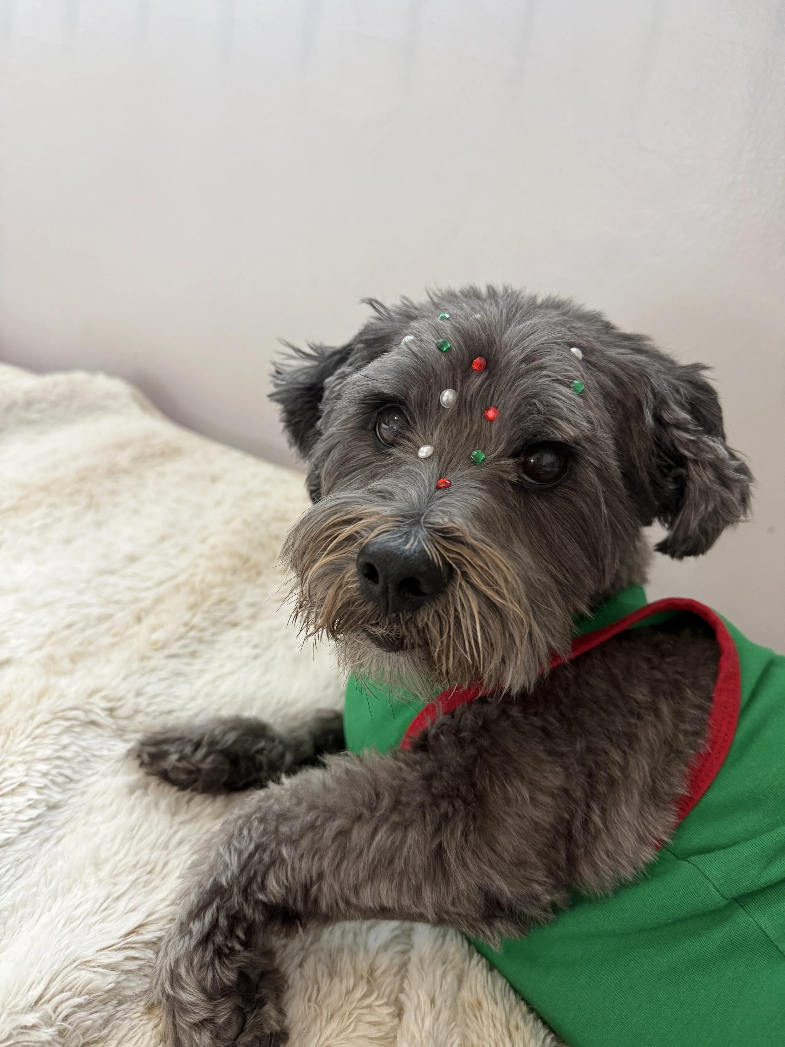 mixed terrier with red green and white gems on for world cup