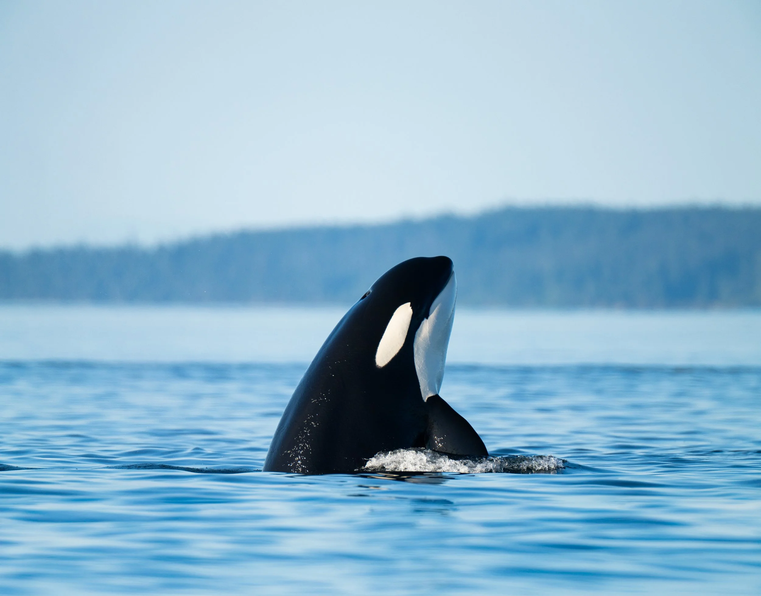 An orca whale breaching the surface of the water in a cold, icy landscape with a distant landmass in the background.