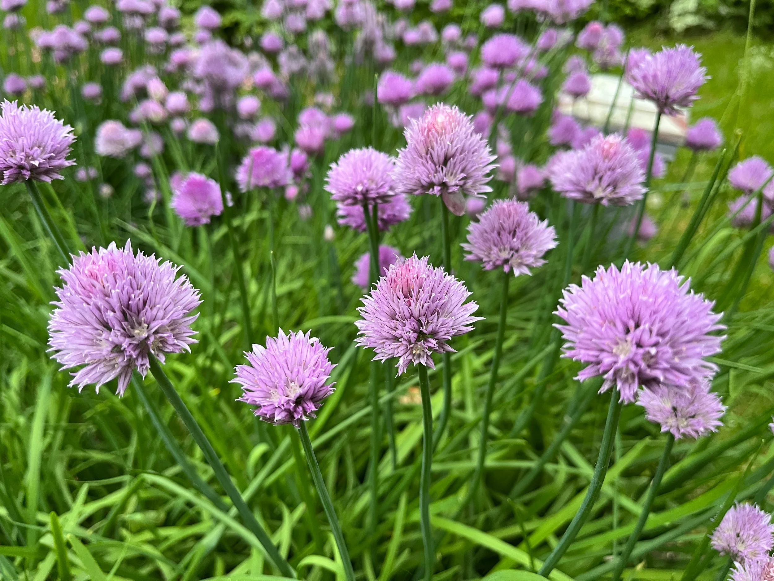 Shabbat Vayahkel - Pekudei