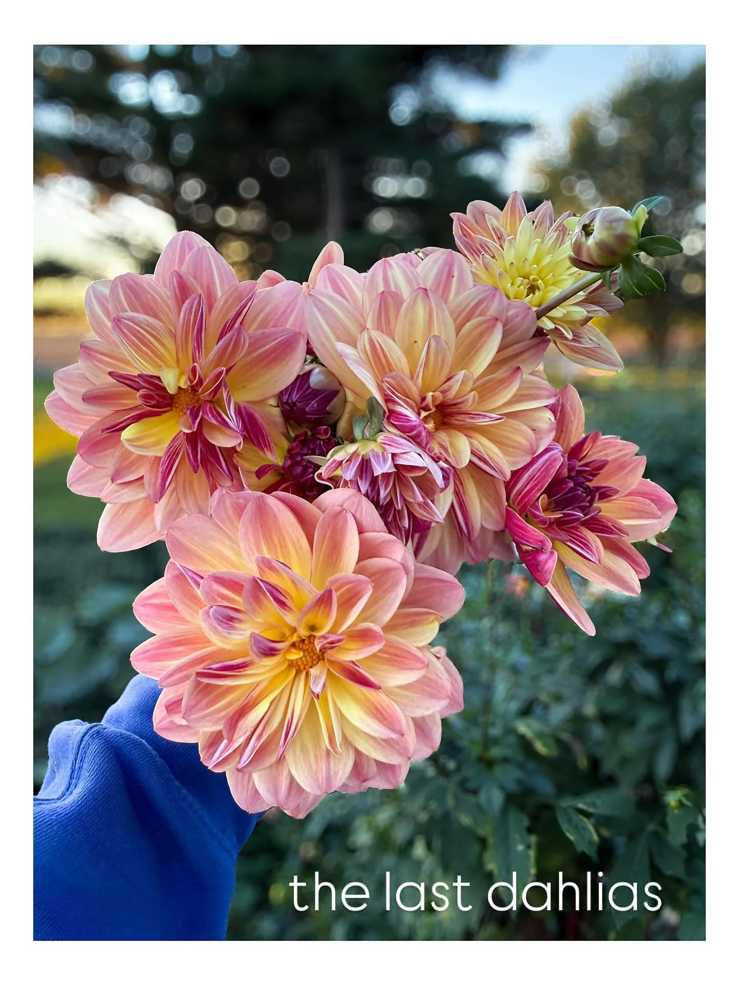 Life circumstances have kept me busy both in the quilting studio and out at a day job, but the simple sweet last of autumn flowers always make me smile.  And additionally, provide inspiration for Queen Bee Quilting as well.  My bees were quiet in the