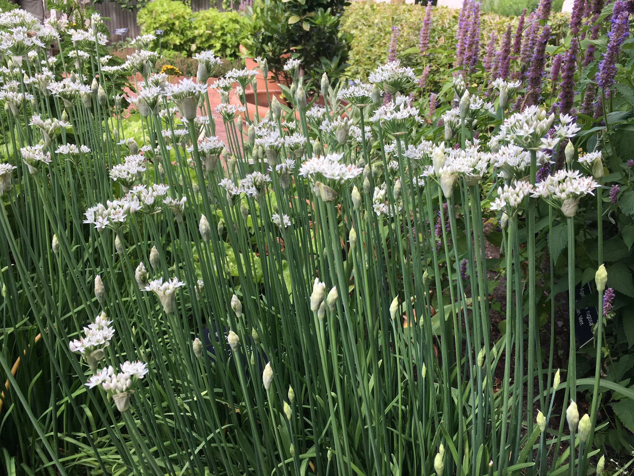 No Mow May… 