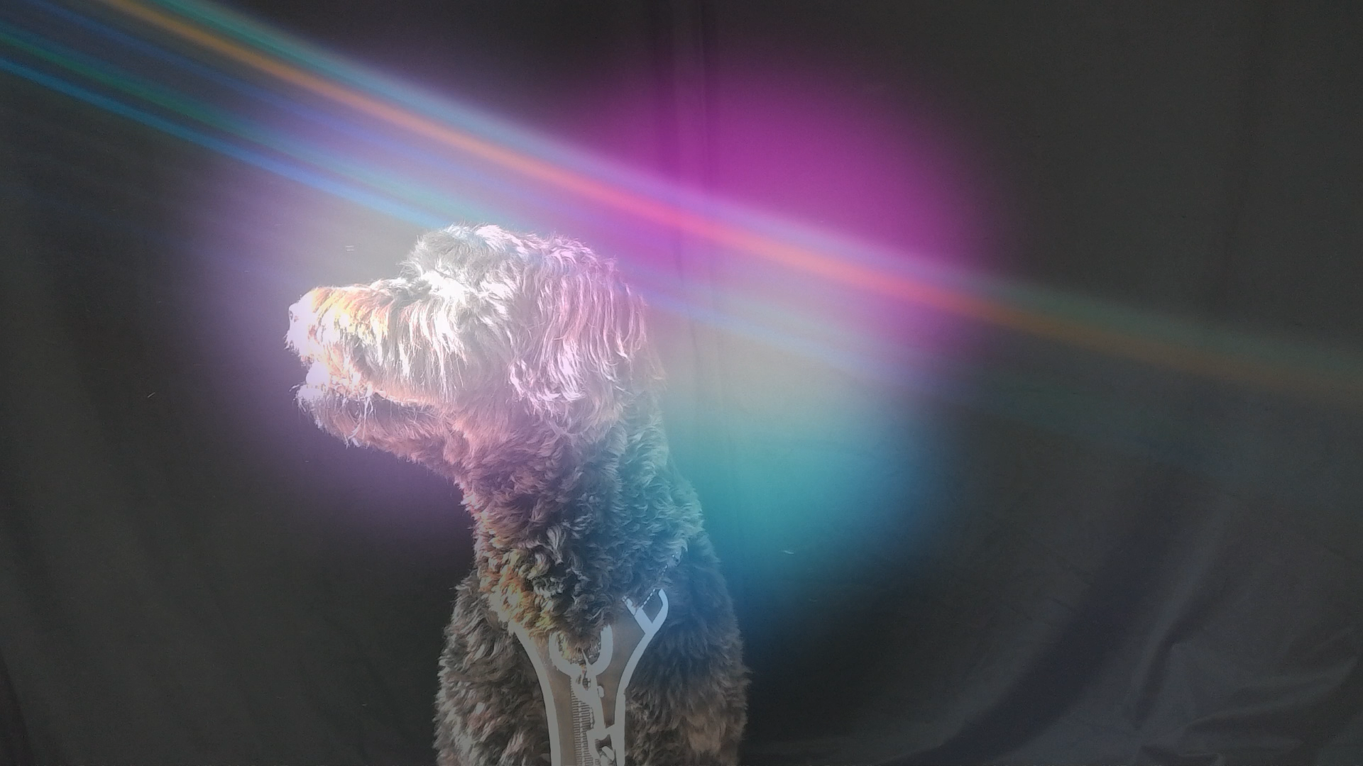 Image (239).png