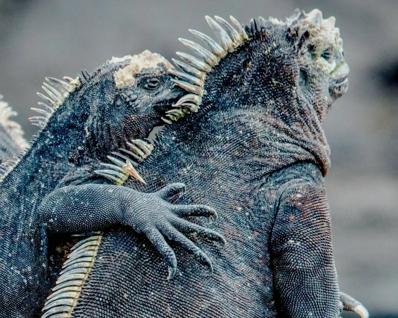 Insiders Guide to the Galapagos 