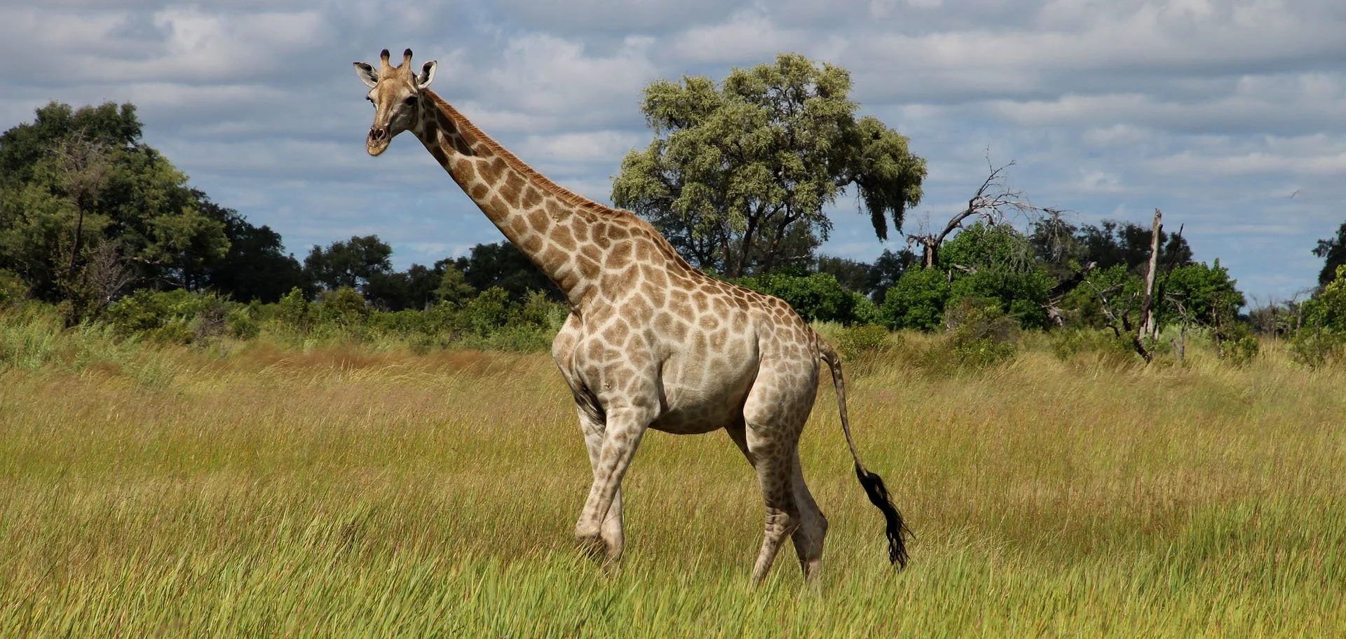 Giraffe_Grassland-fin_Web-1.jpg