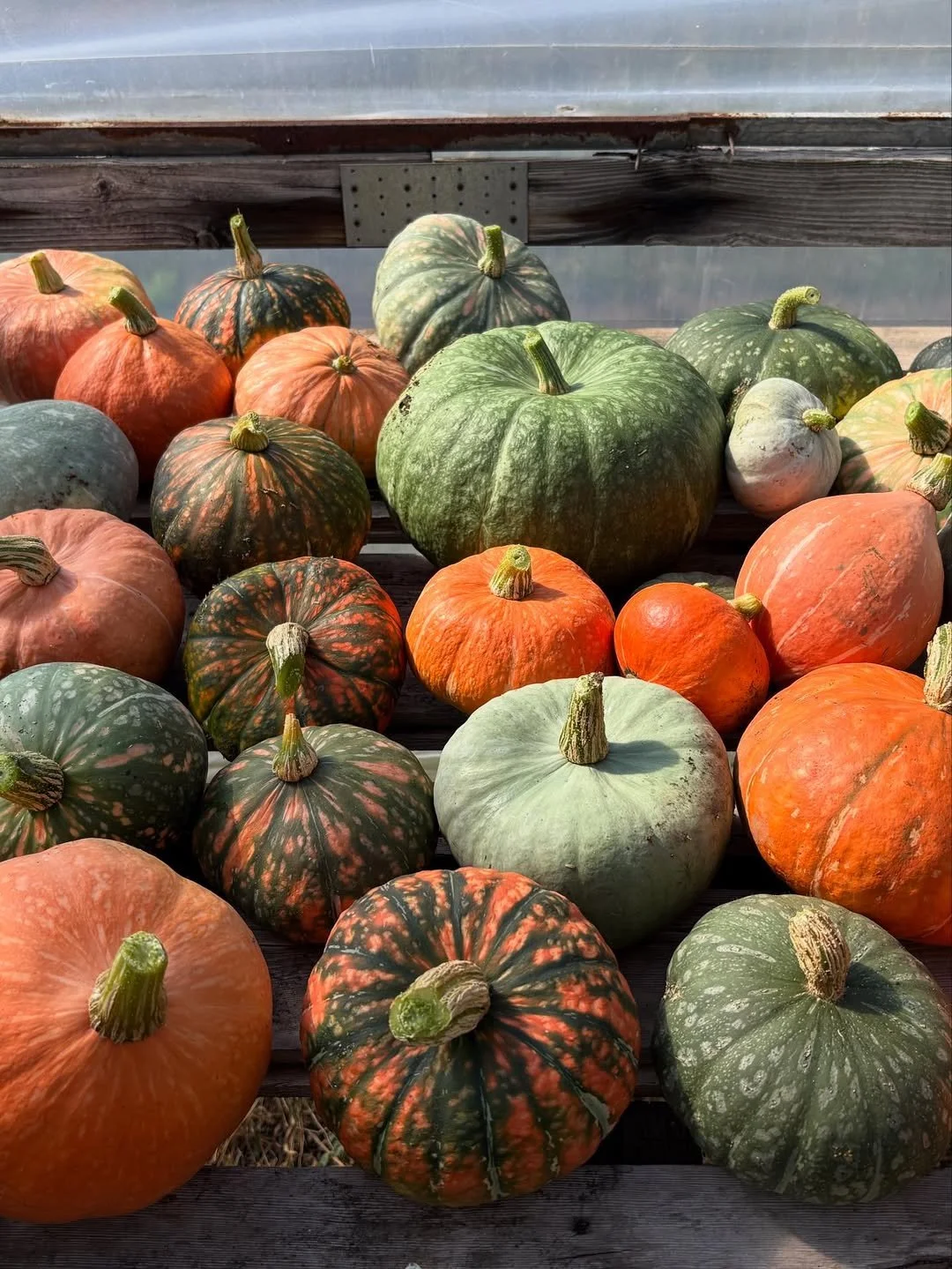 Seed Keeping Projects