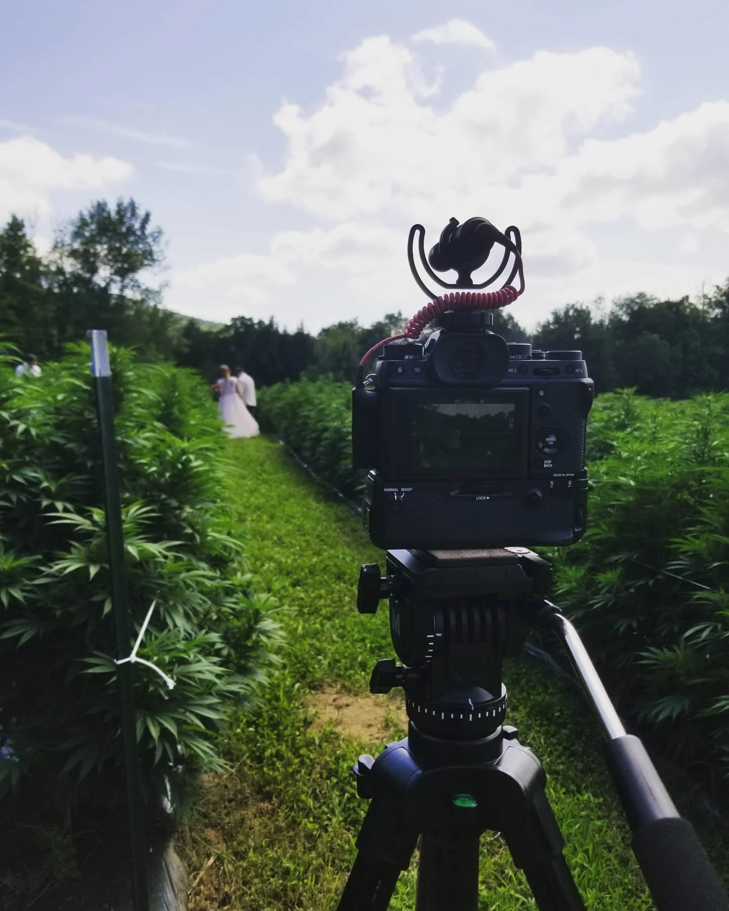 Last wedding filmed w/ @tim.costello we made an unconventional stop at the bride and grooms CBD cannabis field. 
Can knock that one off of the bucket list 👌👌👌