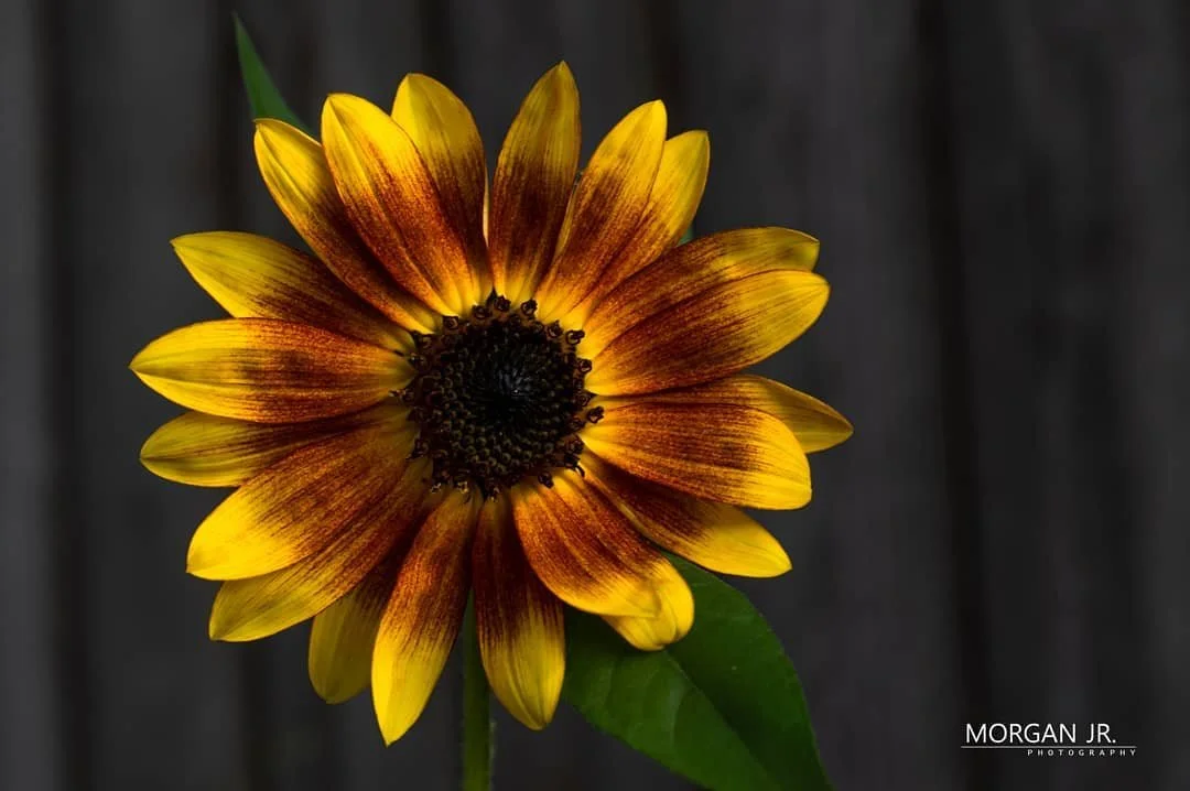 Here comes fall! The very best season IMO. Bring on the camp fires and late nights!

#nikond3200 #nikonphotography #nikon #nikkor50mm #ctphotographer #ctphotography #niftyfifty #flower #sunflower #garden
