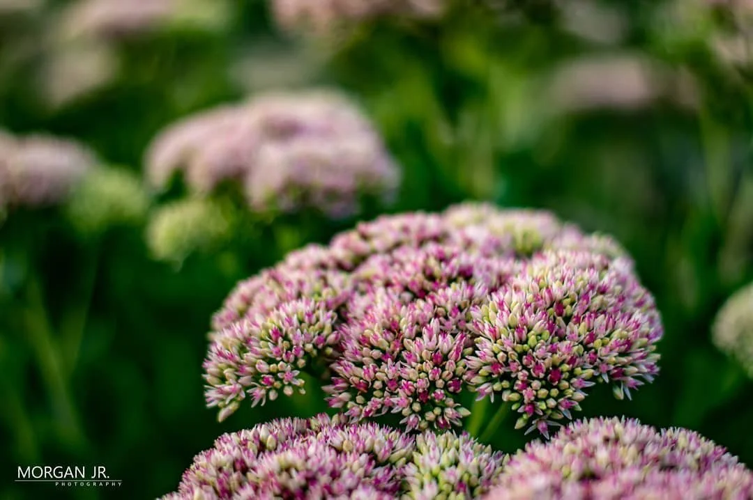 Nature truly is amazing when you get up close and personal.

#flower #nature #nikonphotography #naturephotography #naturelovers #nikon #50mm #nature_wizards #ctphotographer
