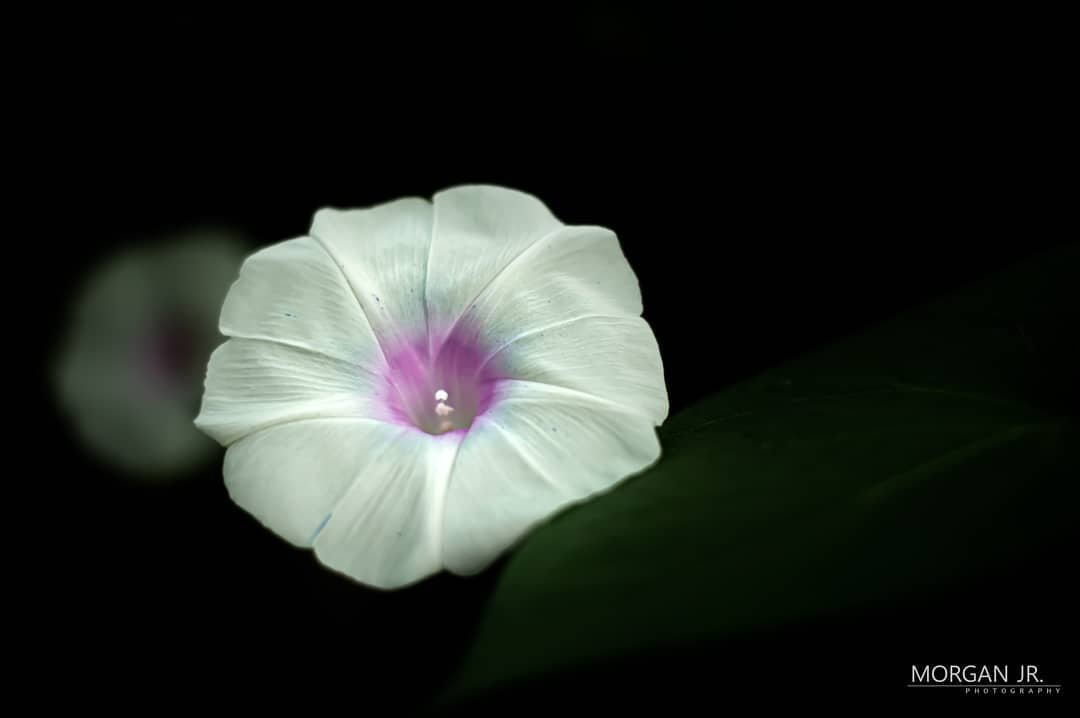 This one came out fancy 👌
Edited w/ #adobe #lightroom // #photoshop

#nikond3200 #nikkor50mm #prime #niftyfifty #ctphotographer #massachusettsphotographer #photoediting #photography #photoshoot #photo #editing #morningglory #flower #photoedits #phot