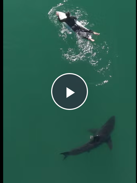 Sharks, Solstice &amp; Soccer Fever Hit Santa Cruz 🦈⚽☀️