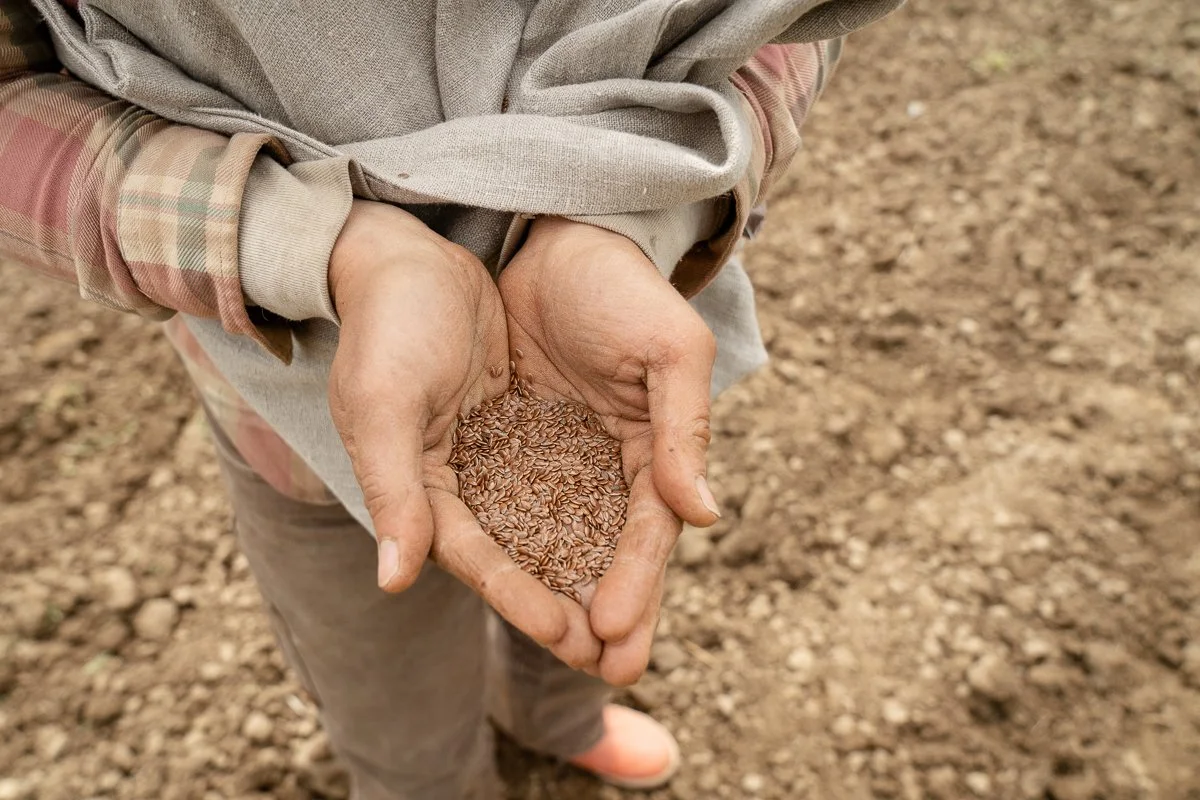 KneehighFlaxField_Planting_050_web (1).jpg