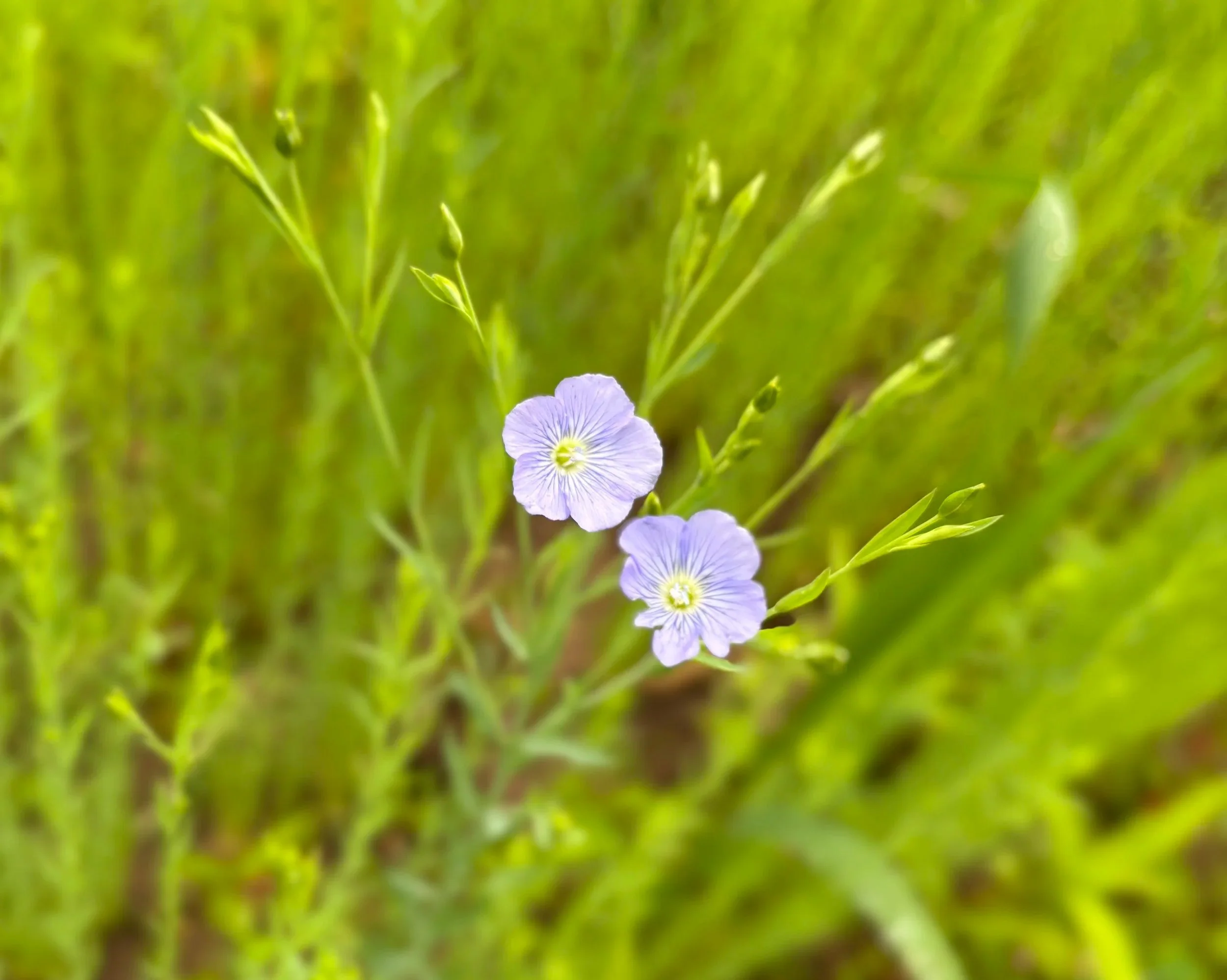 Where Have You Been?