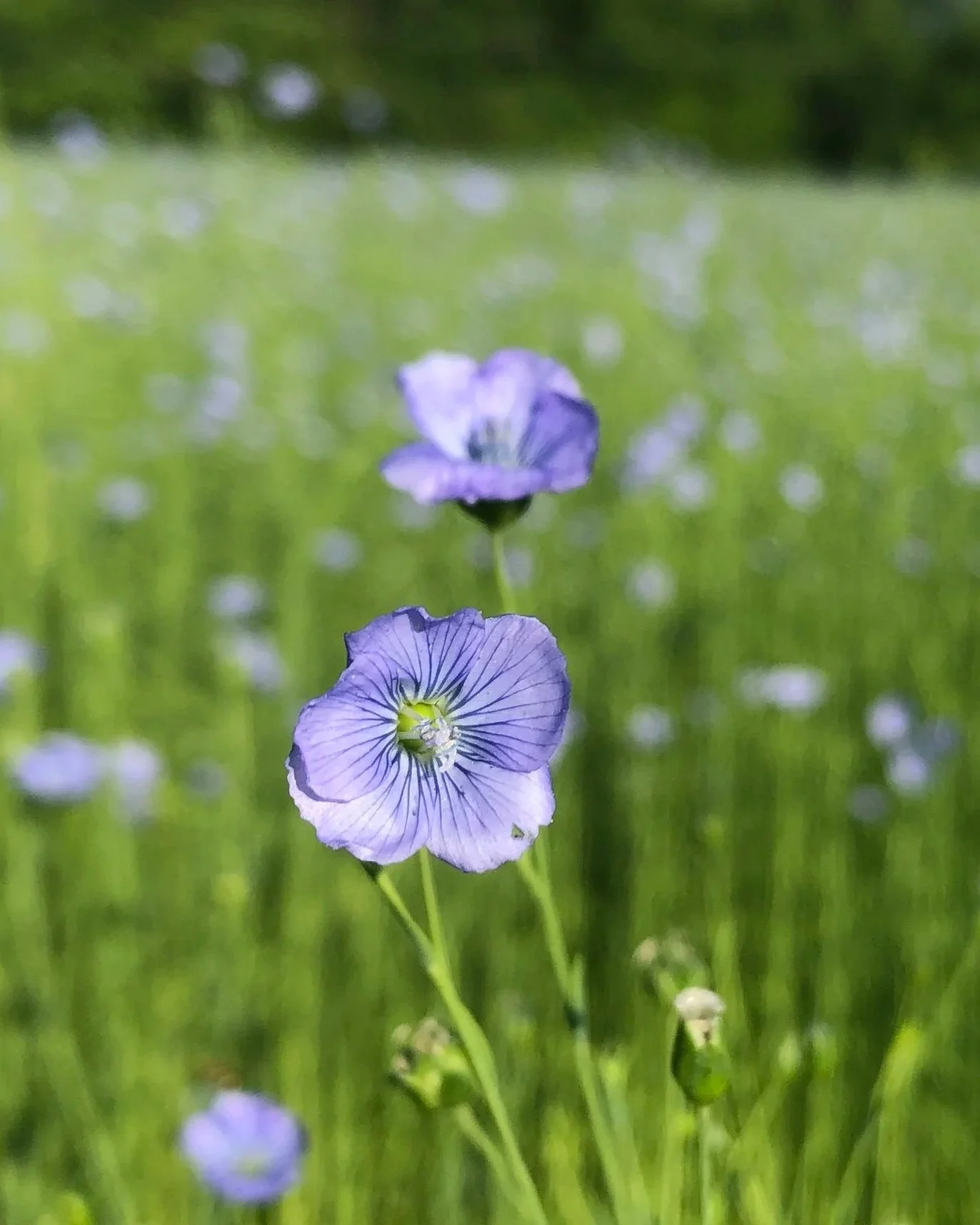 Spring Fest at Historic RittenhouseTown