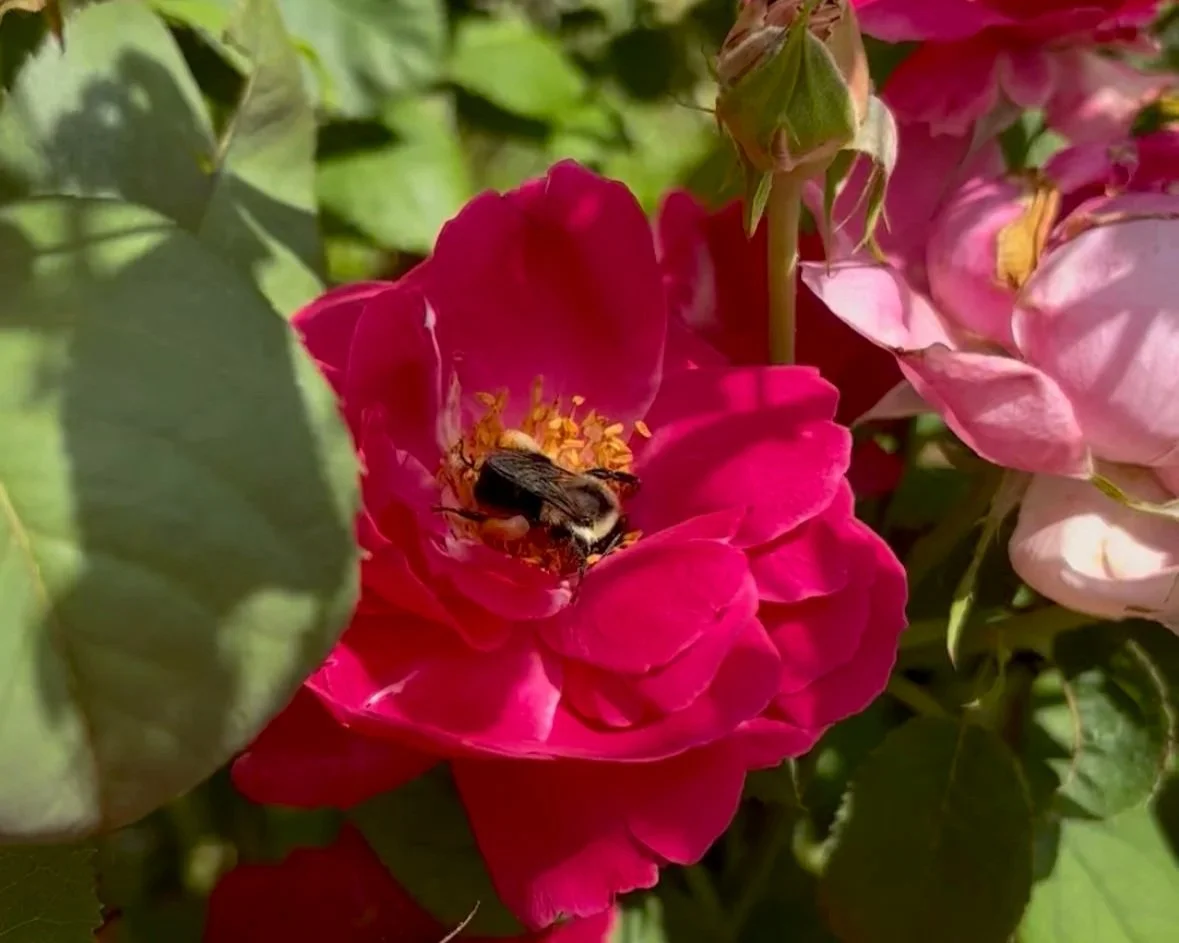 Wyck Celebration of the Roses