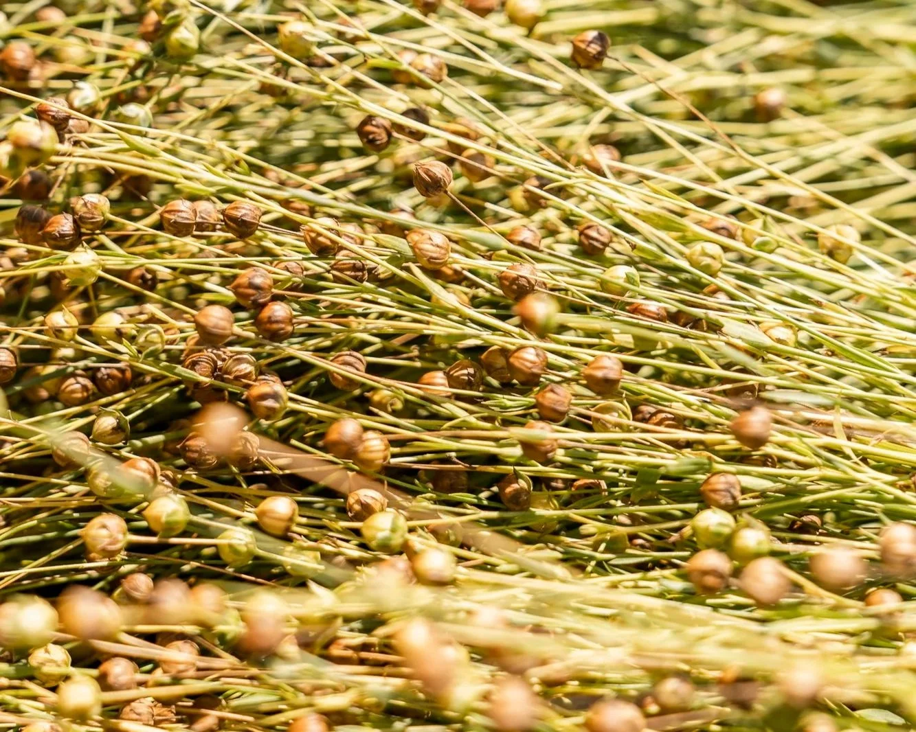 SYP Harvesting and Retting Webinar