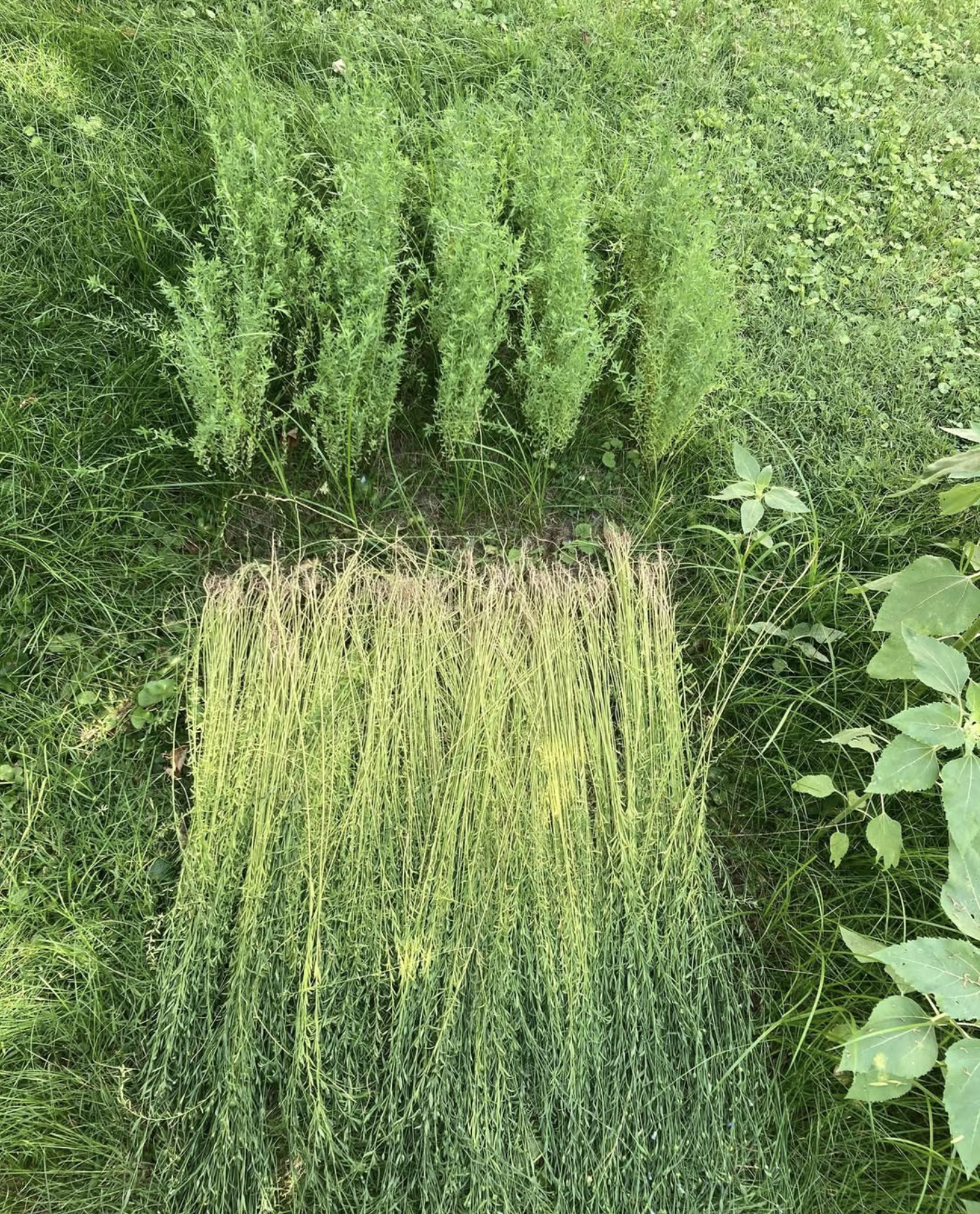 Screenshot 2026-02-06 at 3.15.50 PM copy.png