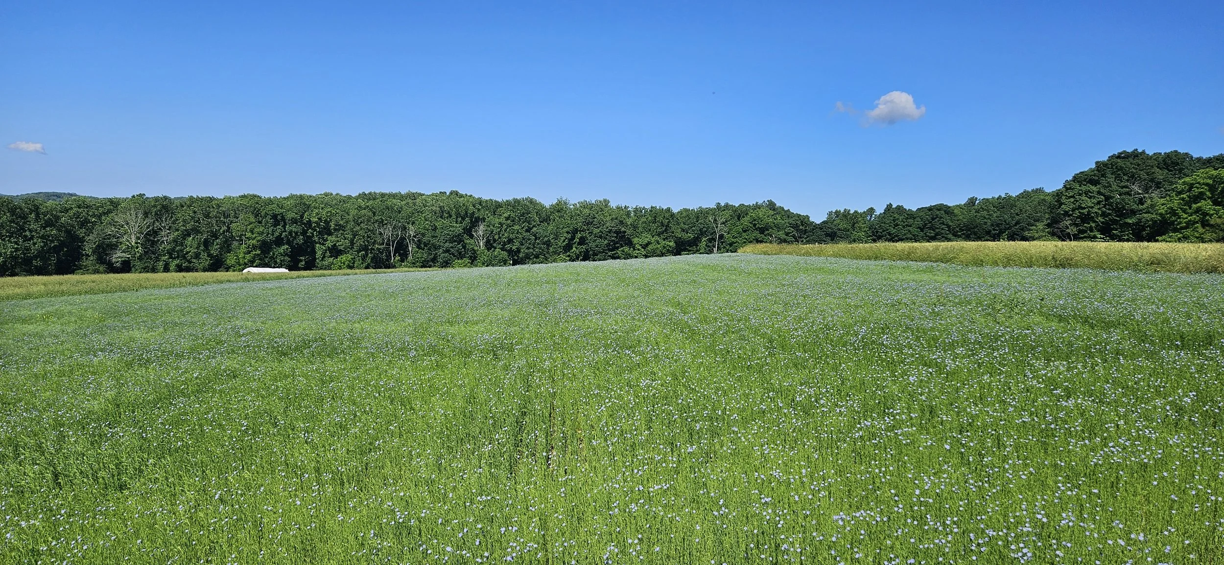 pasture song field in bloom.jpg