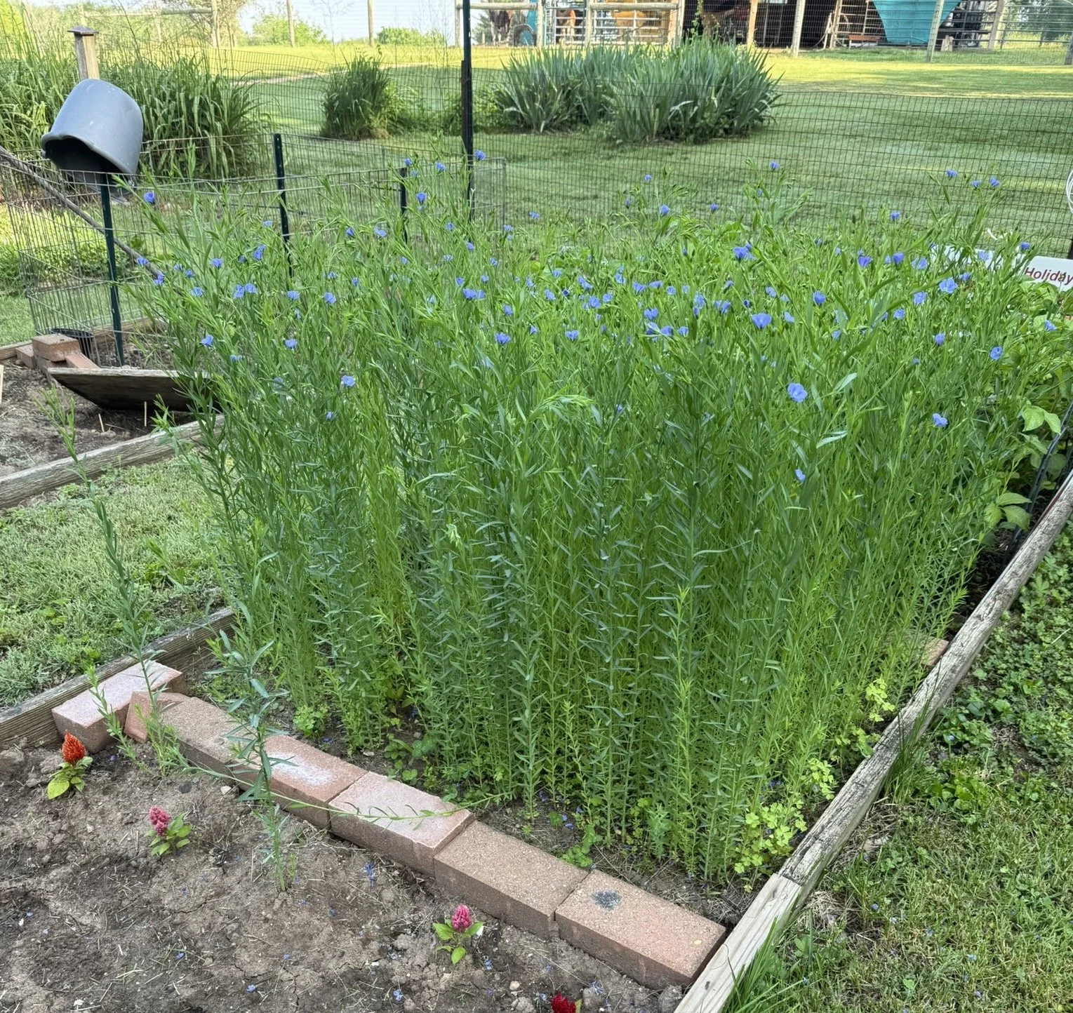 D Lynn Sinclair Linore (purhased NWMeadowscapes)  flaxweek6 Avondale.1.JPEG