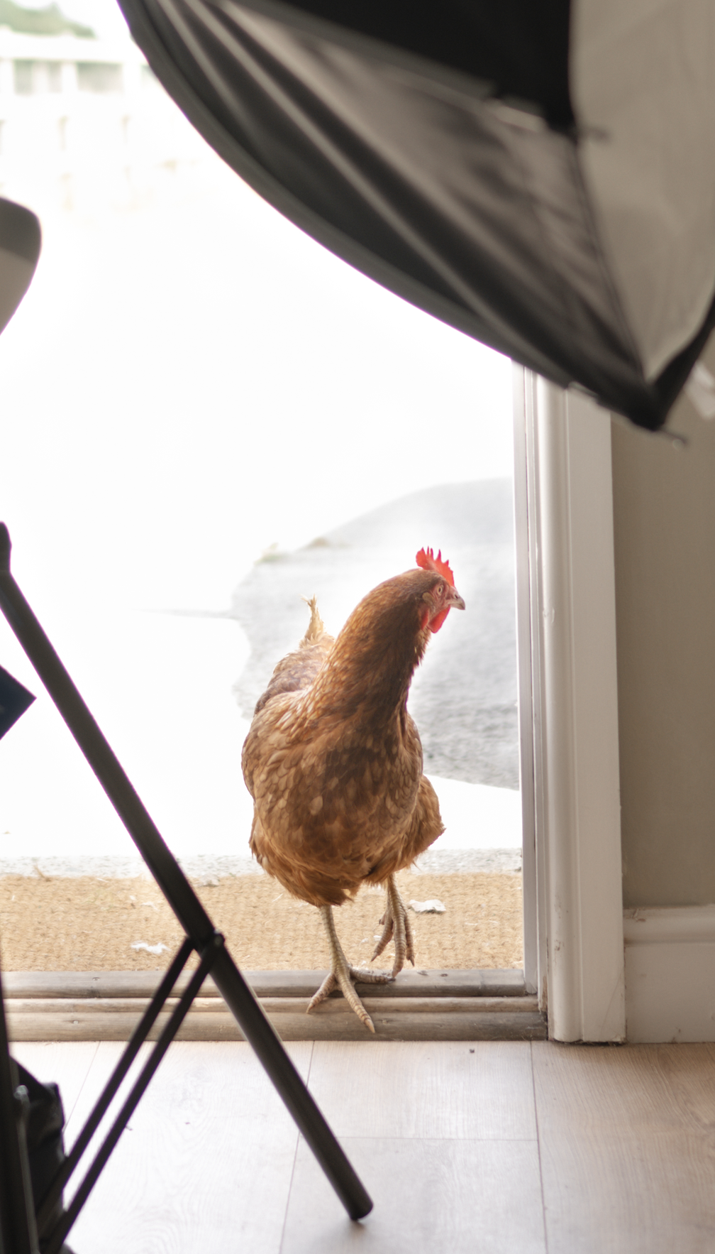 A brown chicken standing at the doorway of the studio, with part of a black tripod in the foreground and a doormat on the floor.