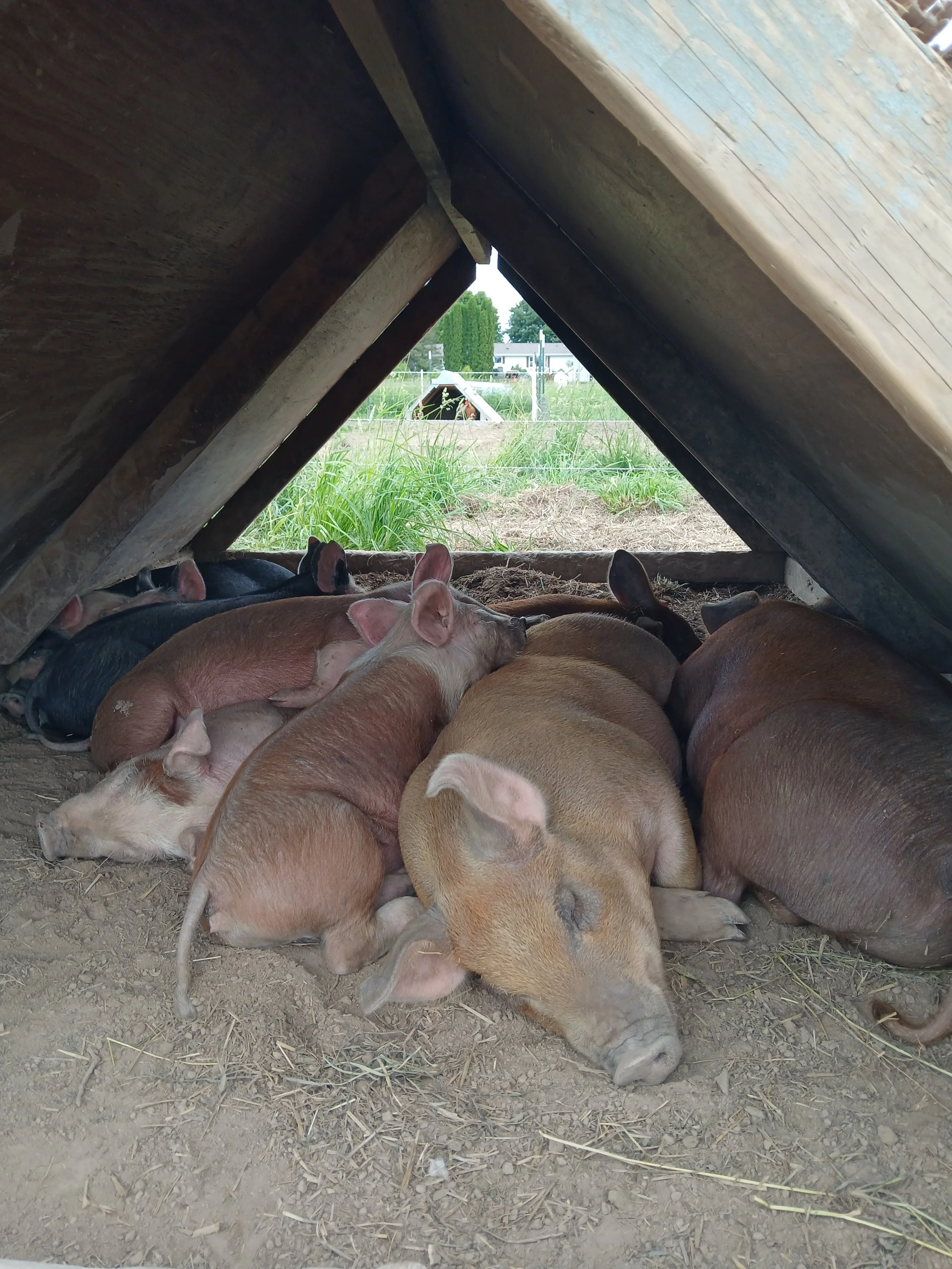 All Pigs Sleeping.jpg