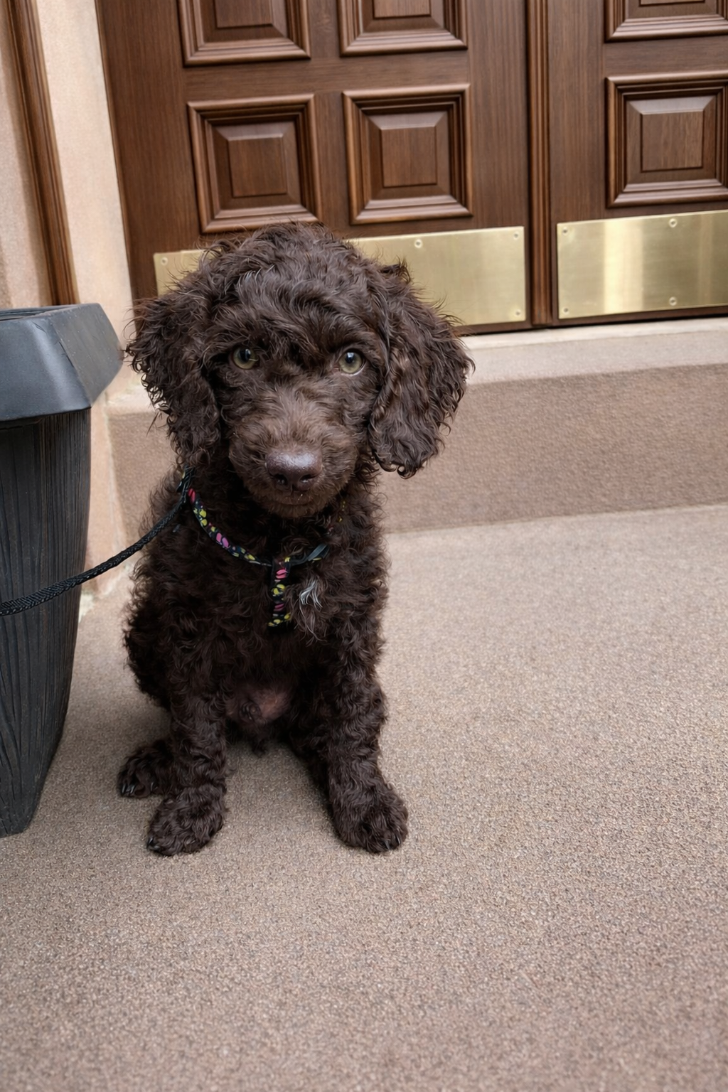 Bringing Home a New Puppy