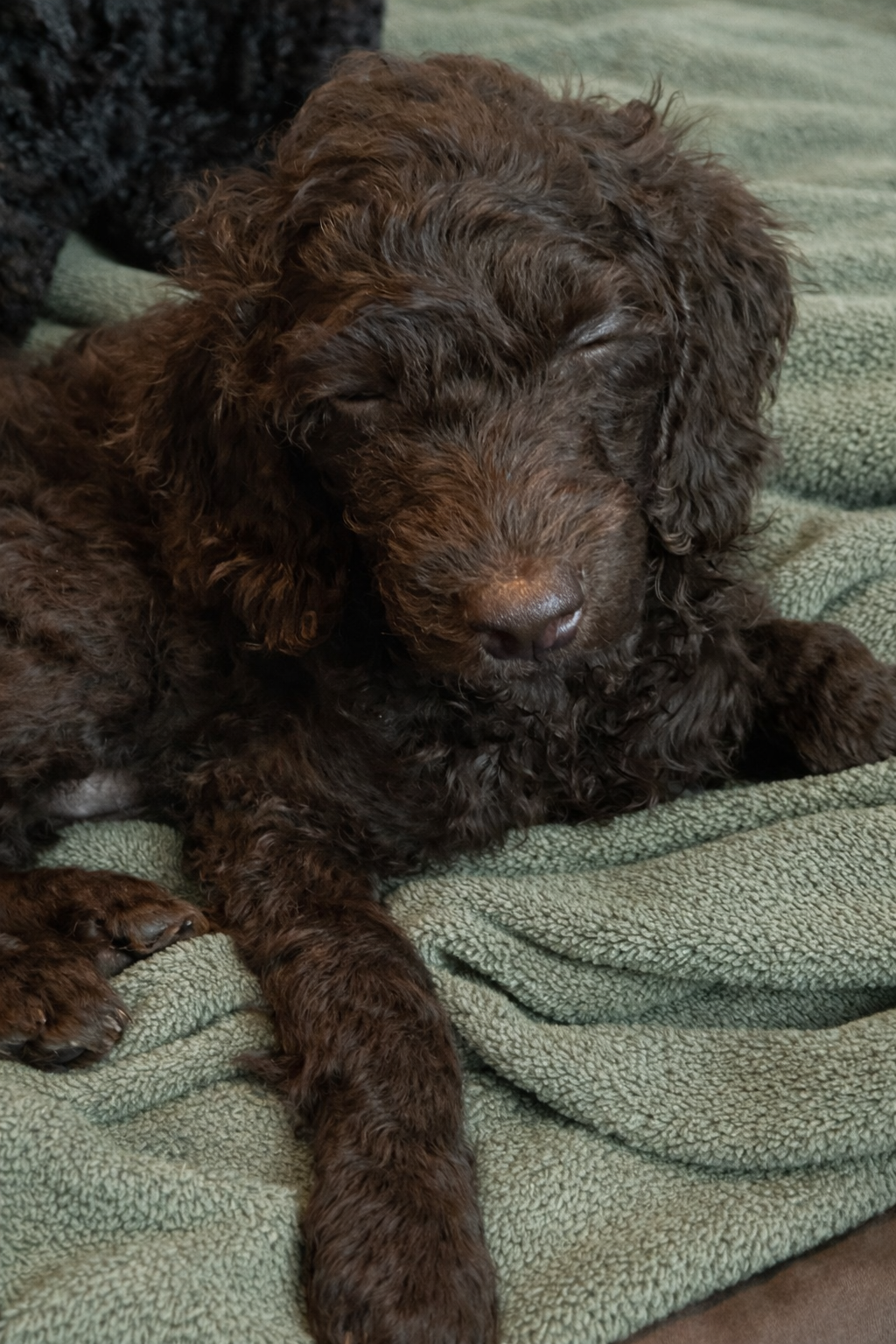 Puppy-Proof Your Home 