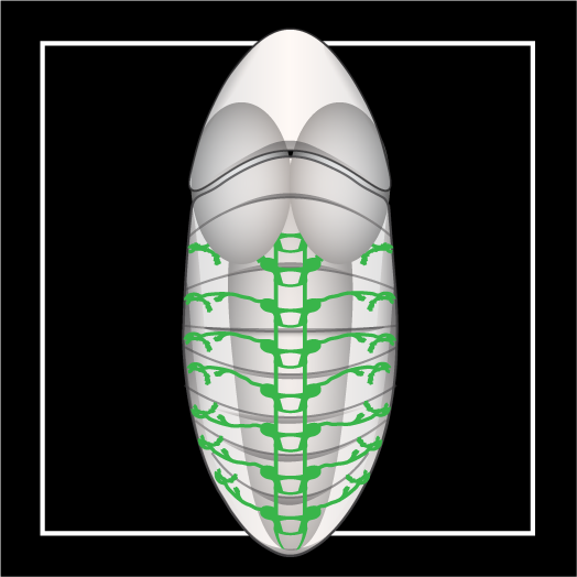 Illustrating to maximize clarity