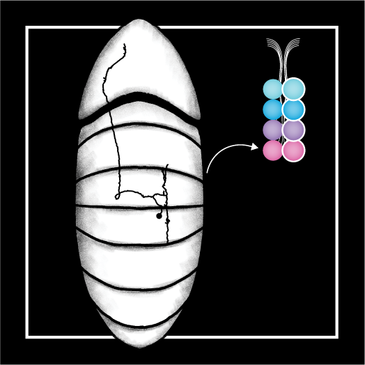 Written articles for comprehensive dissemination