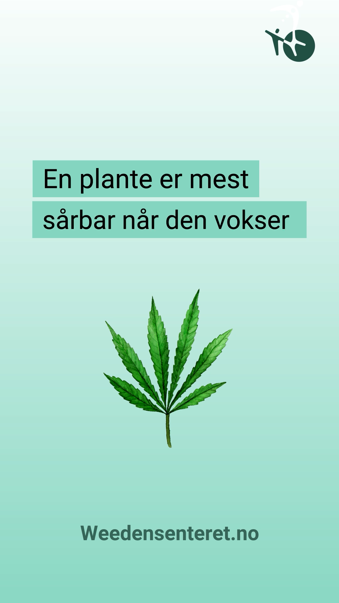 HDIR_Cannabis_Weed_Mønstret_9_16_Insta_6sek_00070.png