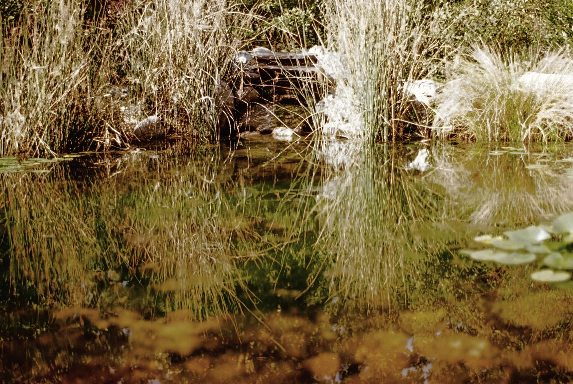 botanic garden 4.jpeg