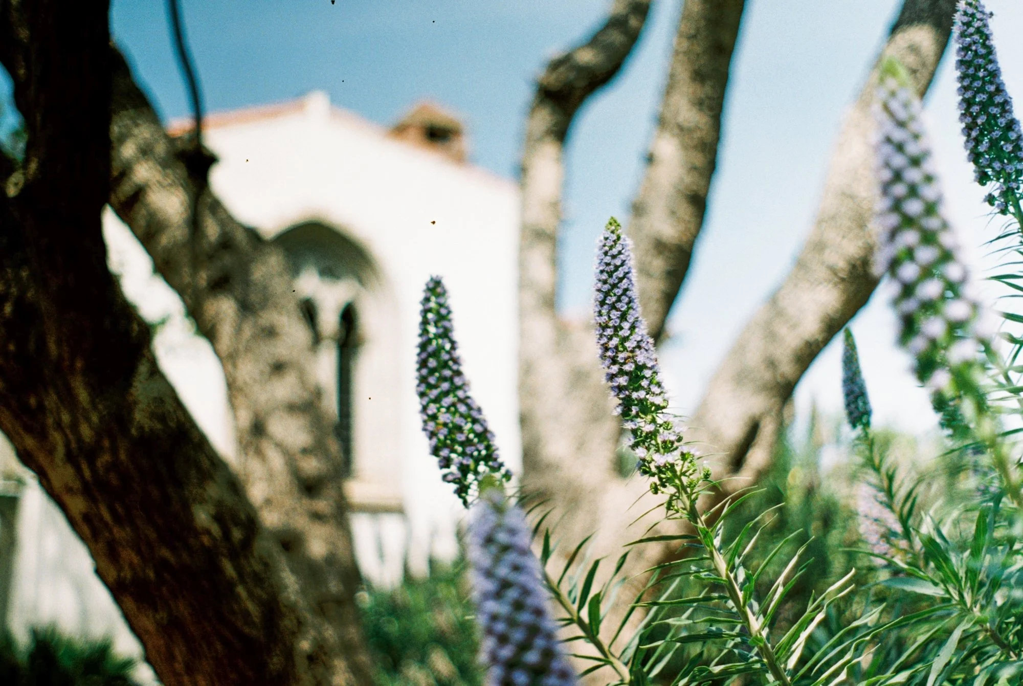 flowers outside toll.jpeg