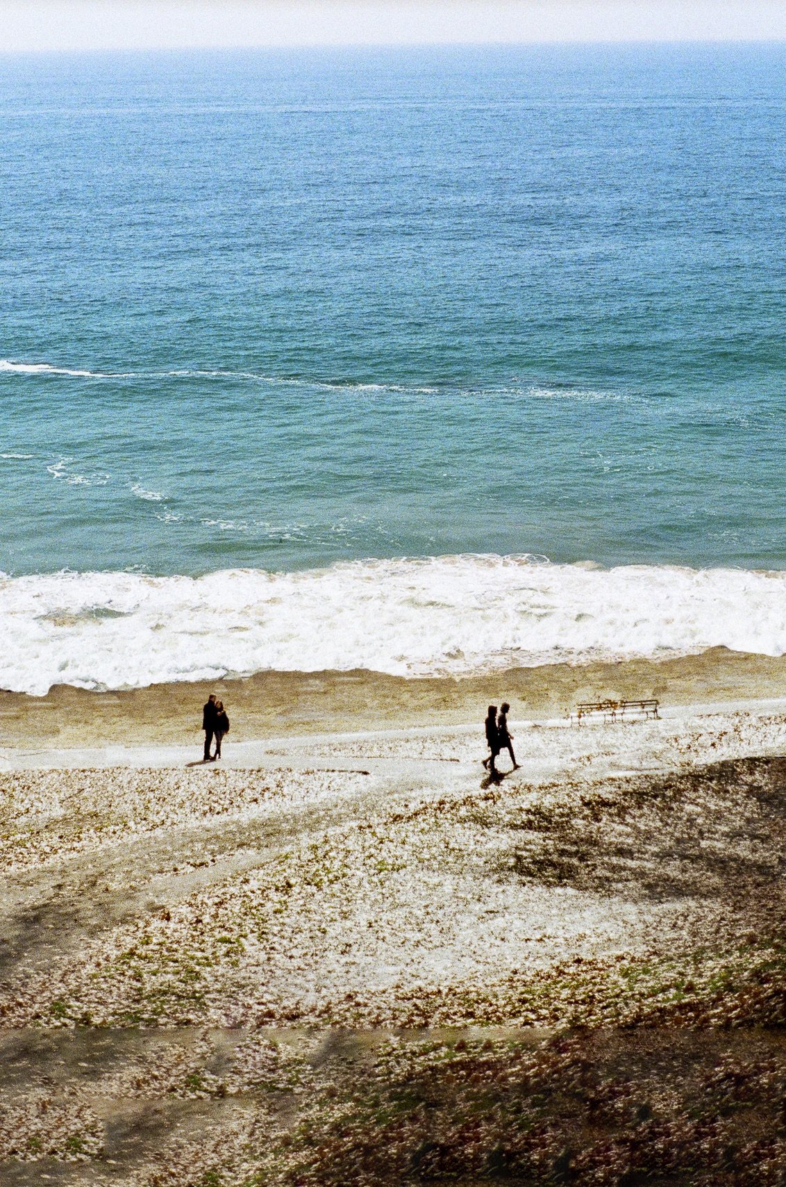 Leaves on the Pacific