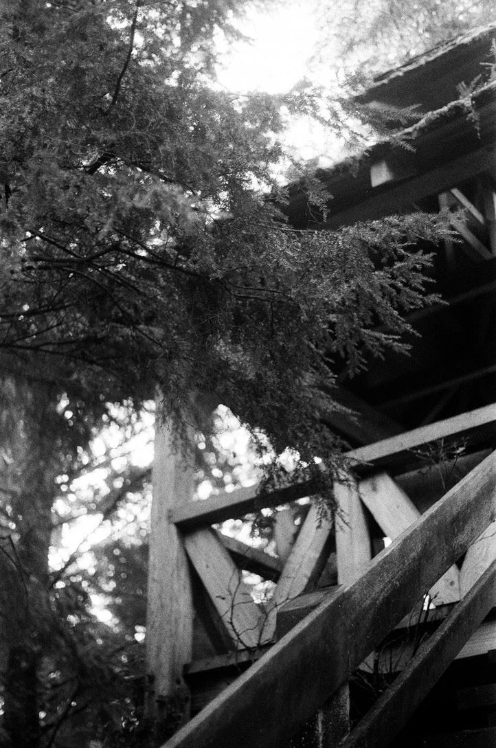 DB treehouse BW.jpeg