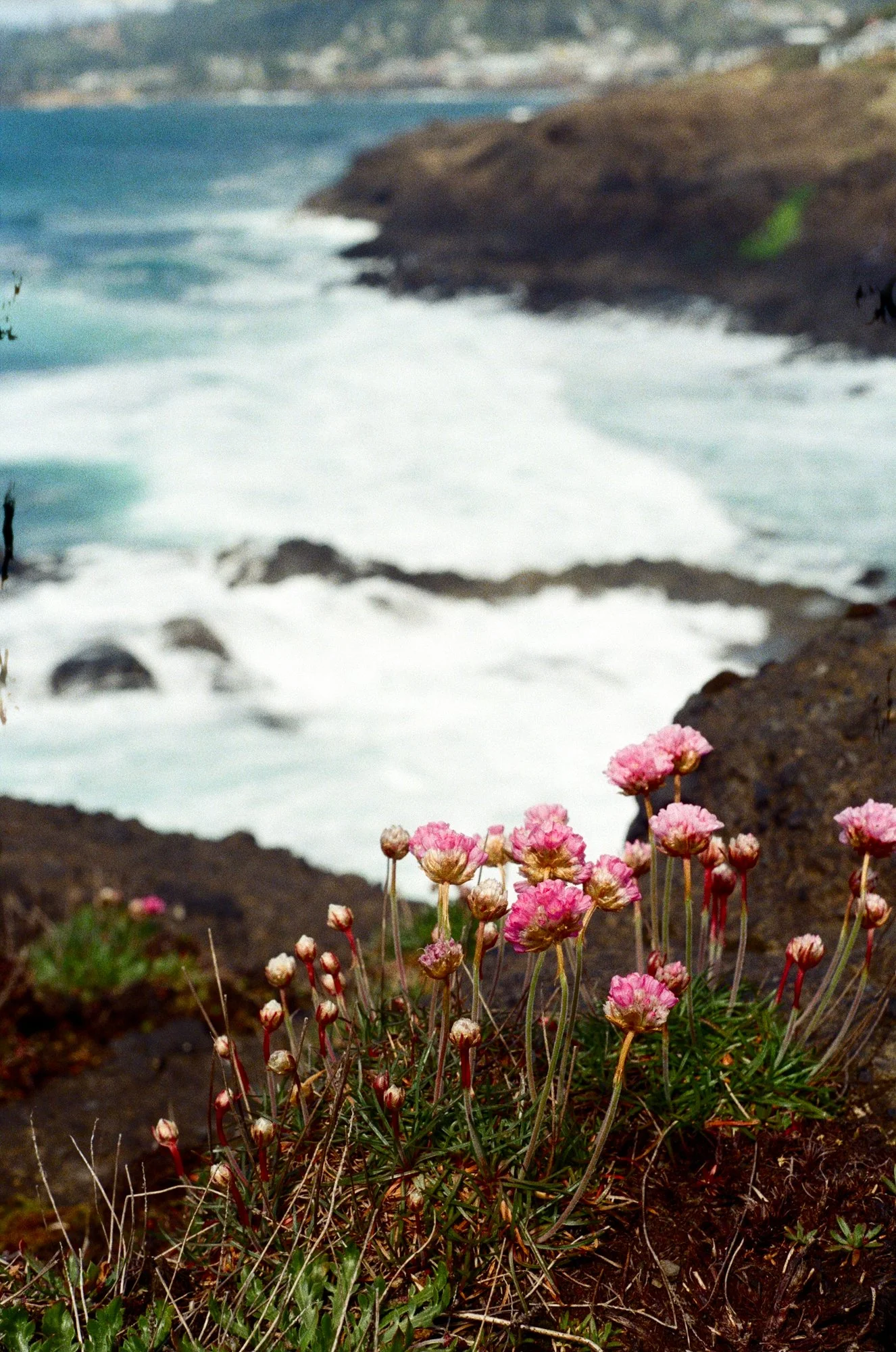 flowers on the pacific 1-363.jpg