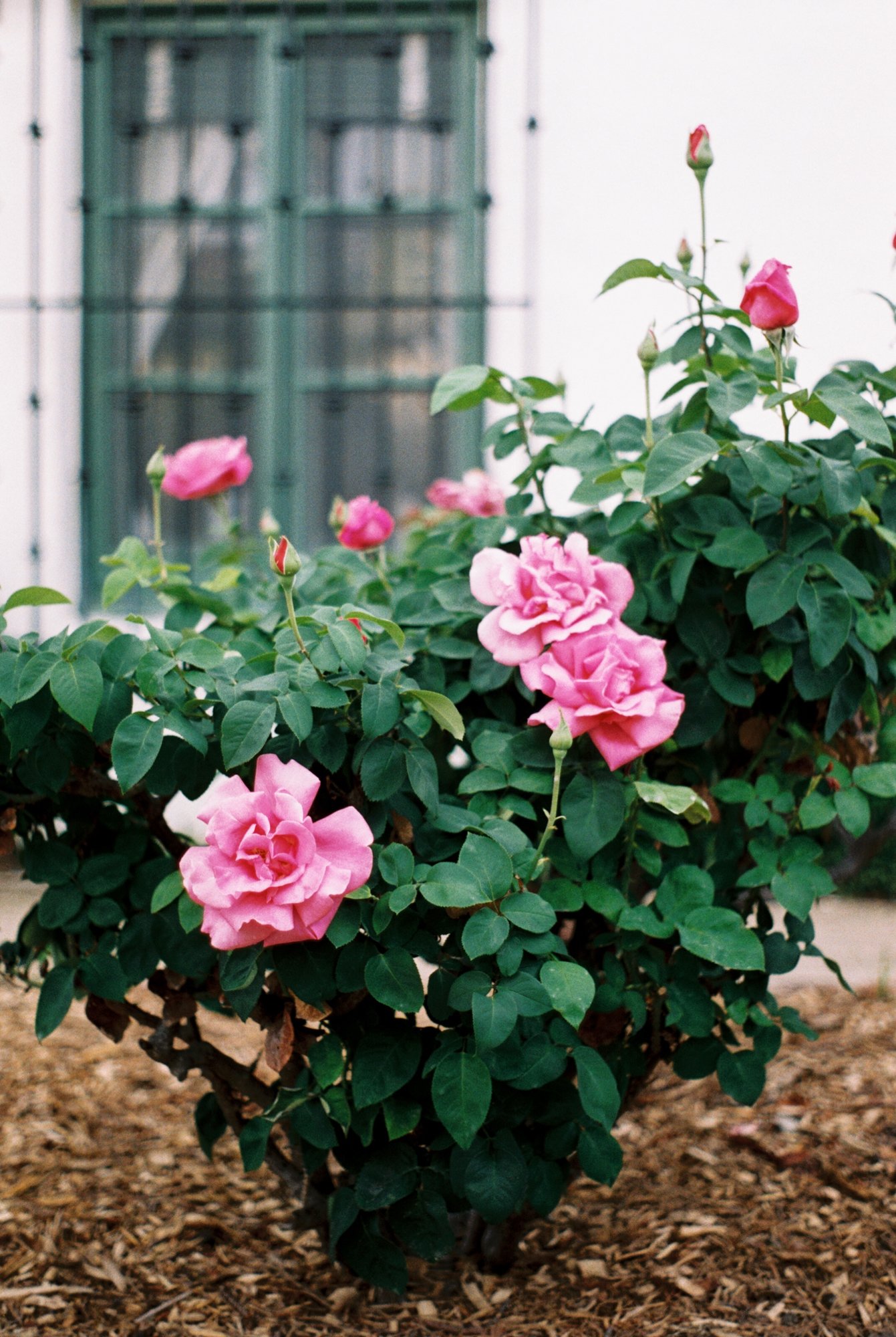 roses rose garden.jpeg