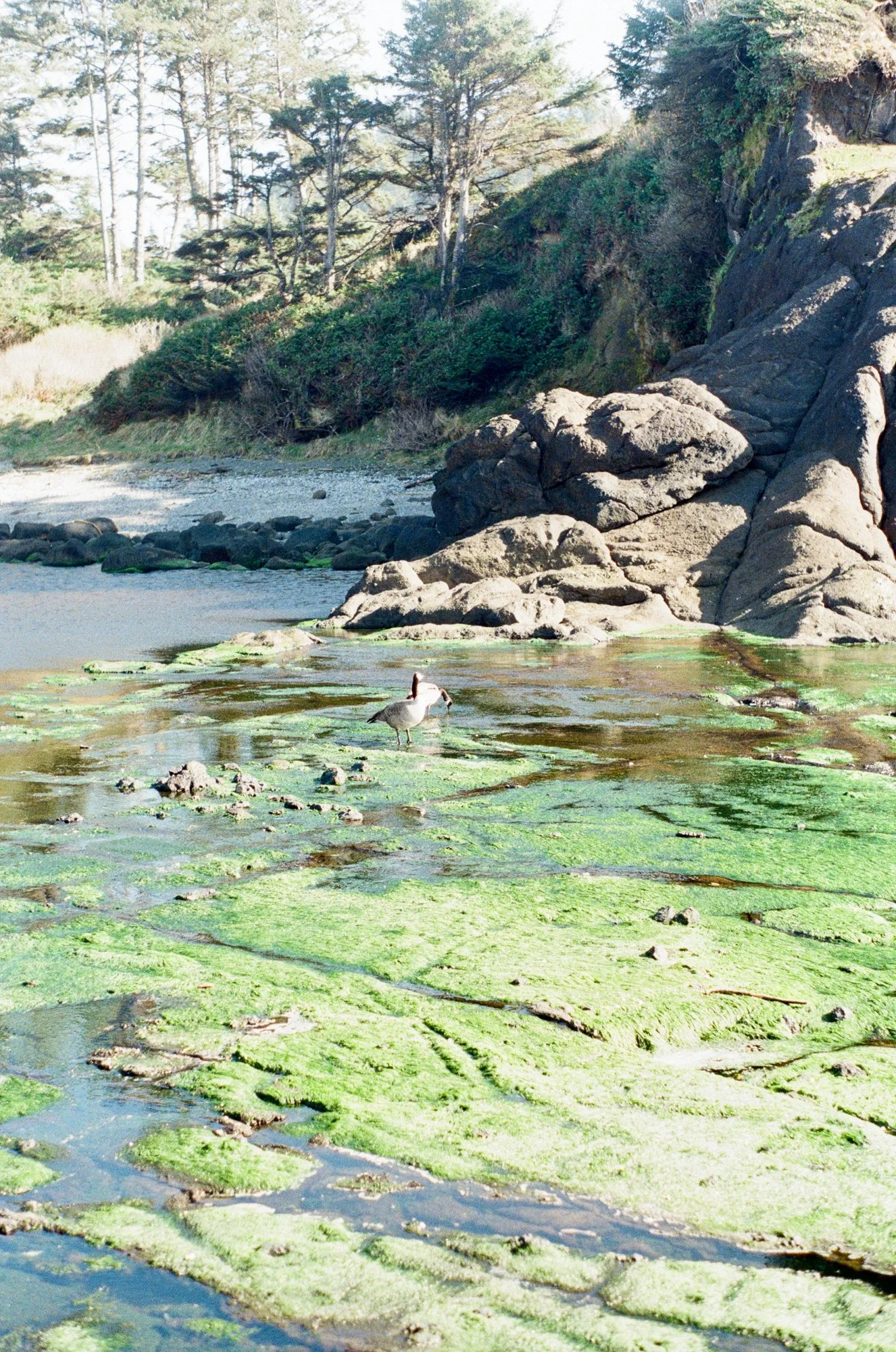 geese little whale cove 2.jpg