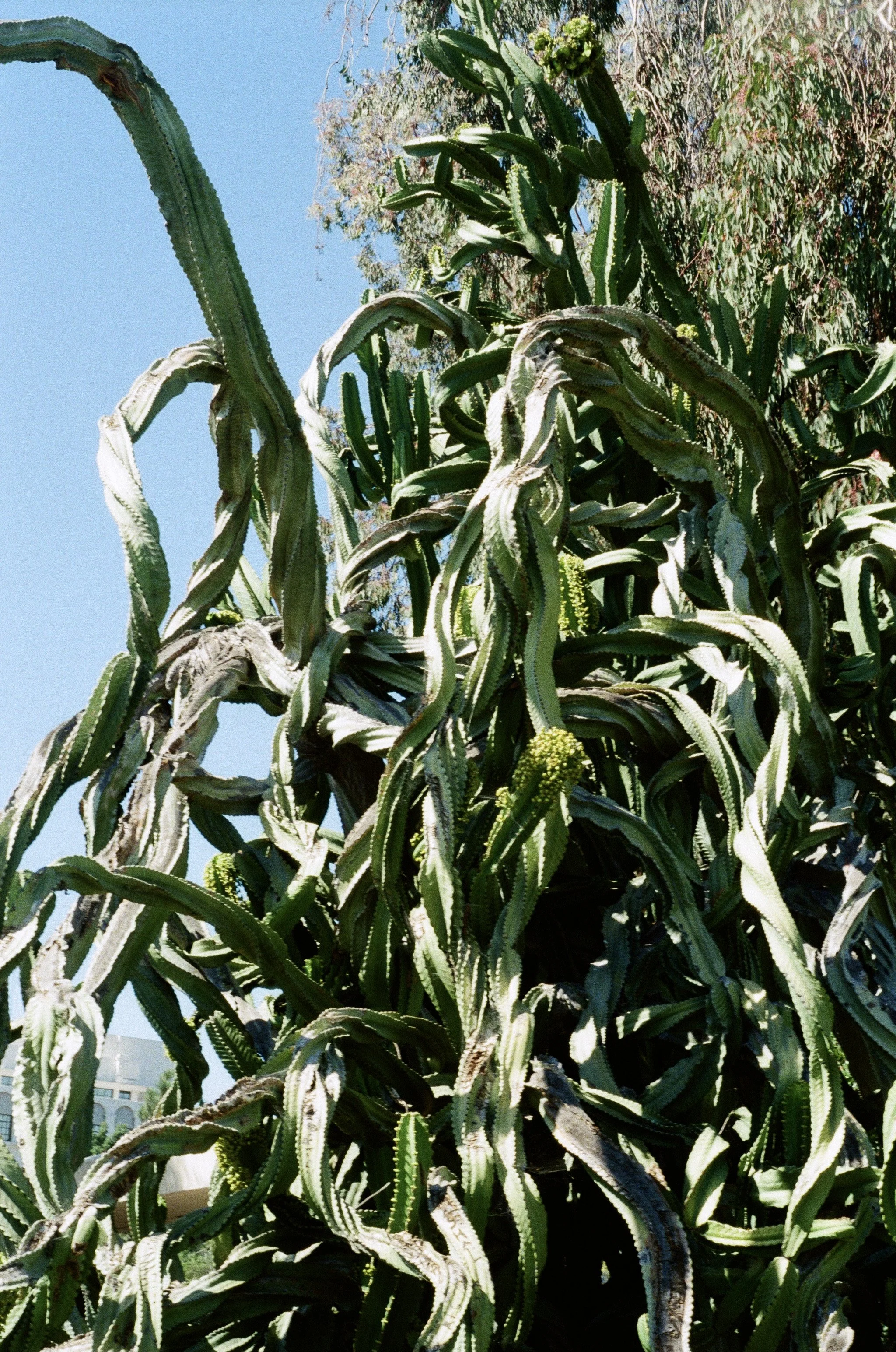 san diego desert.jpg