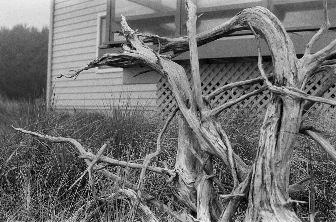 branches oregon BW.jpeg