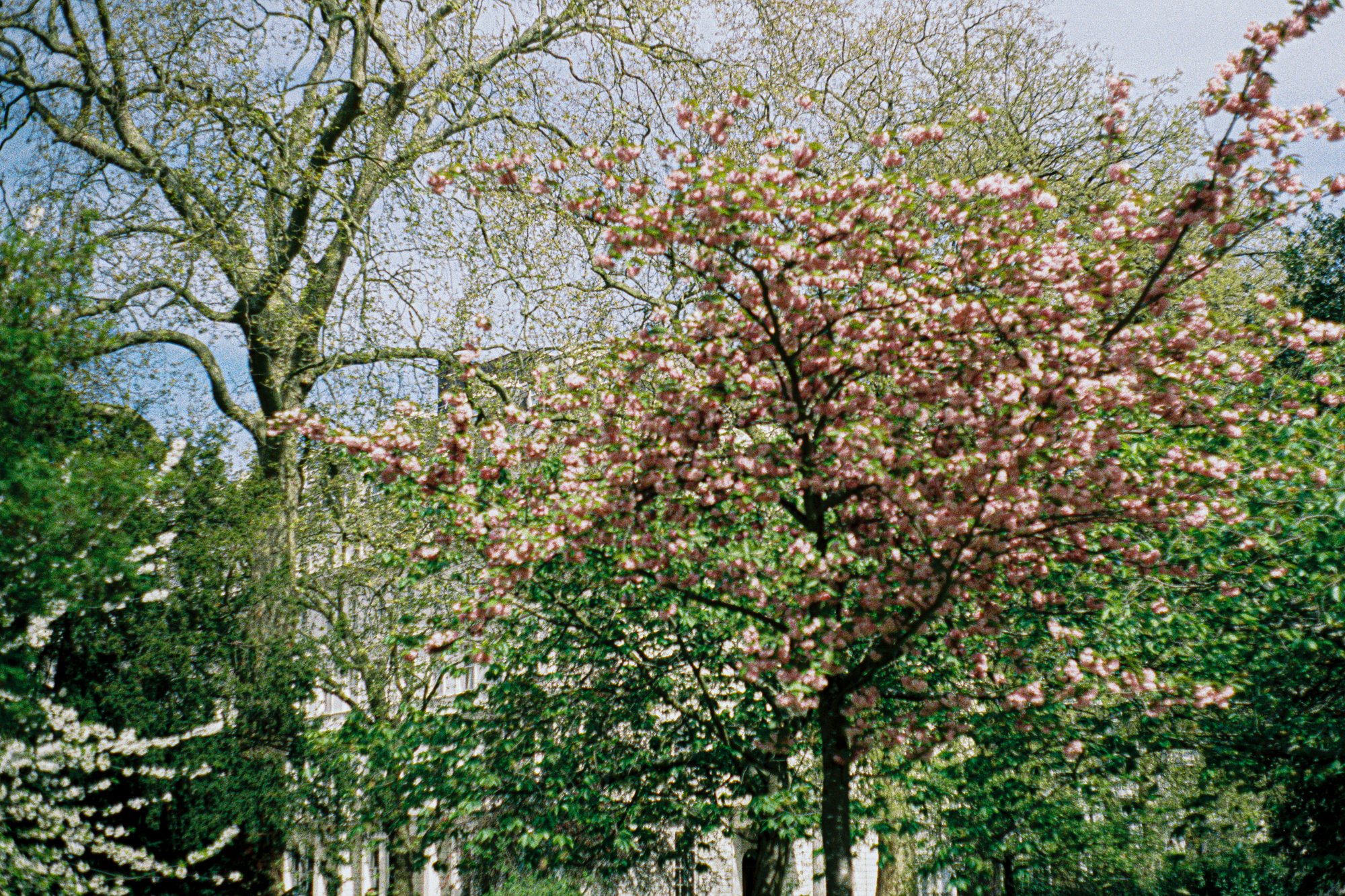 london spring flowers.jpg