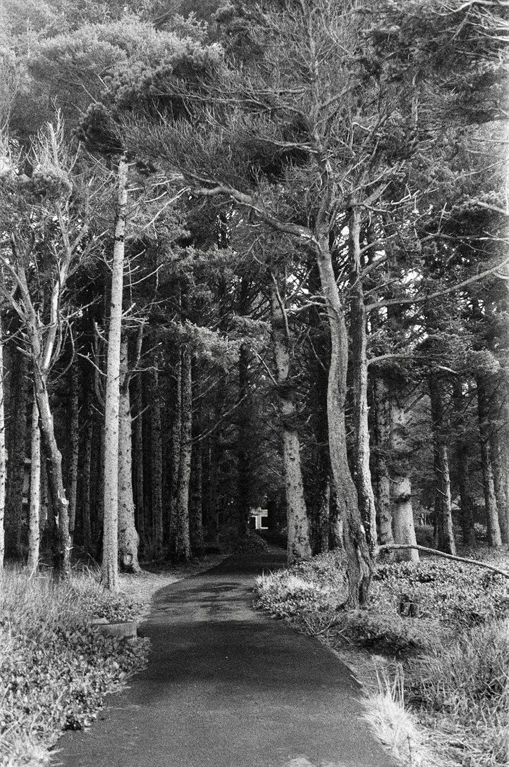 oregon trees BW.jpeg