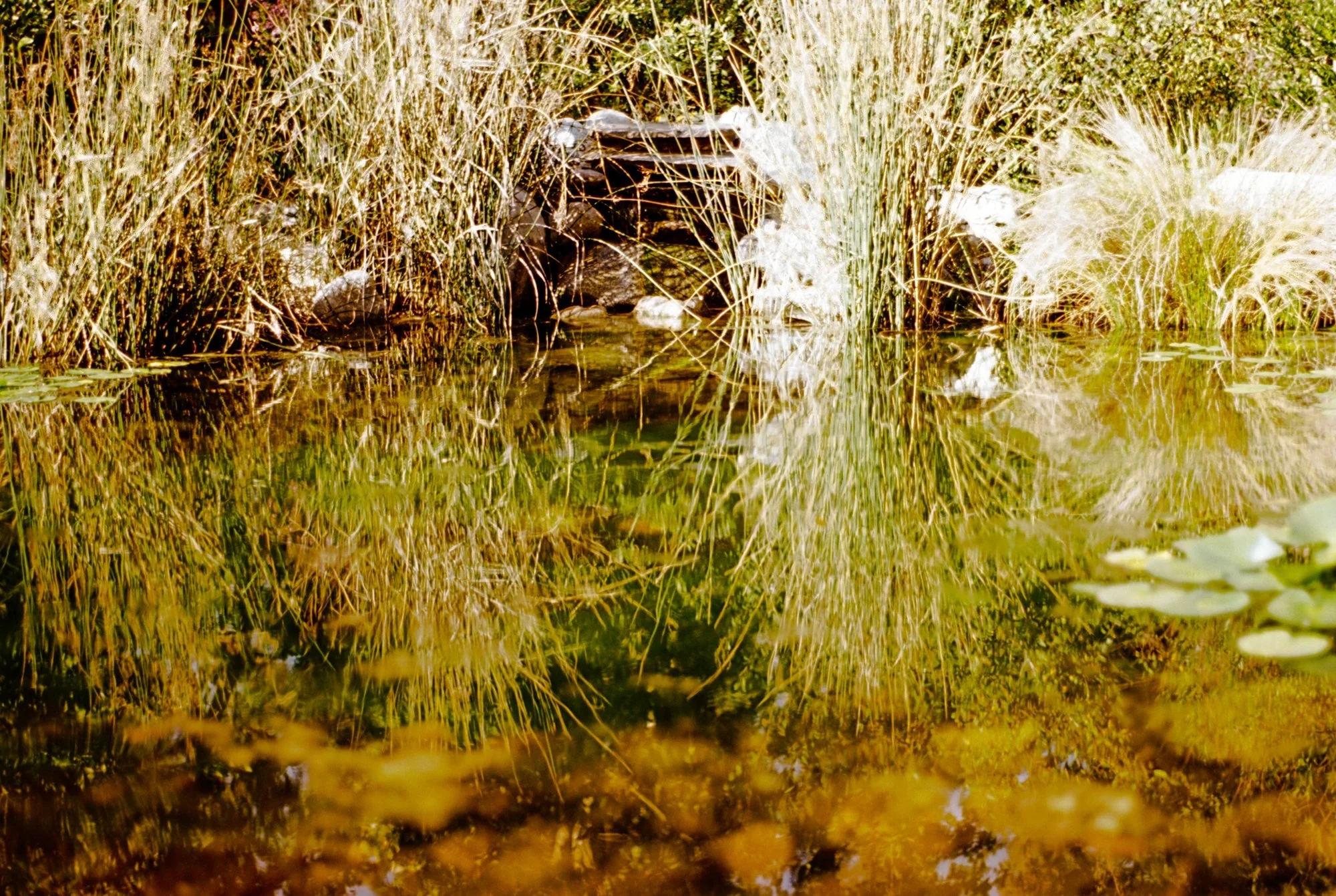 botanic garden 5.jpeg